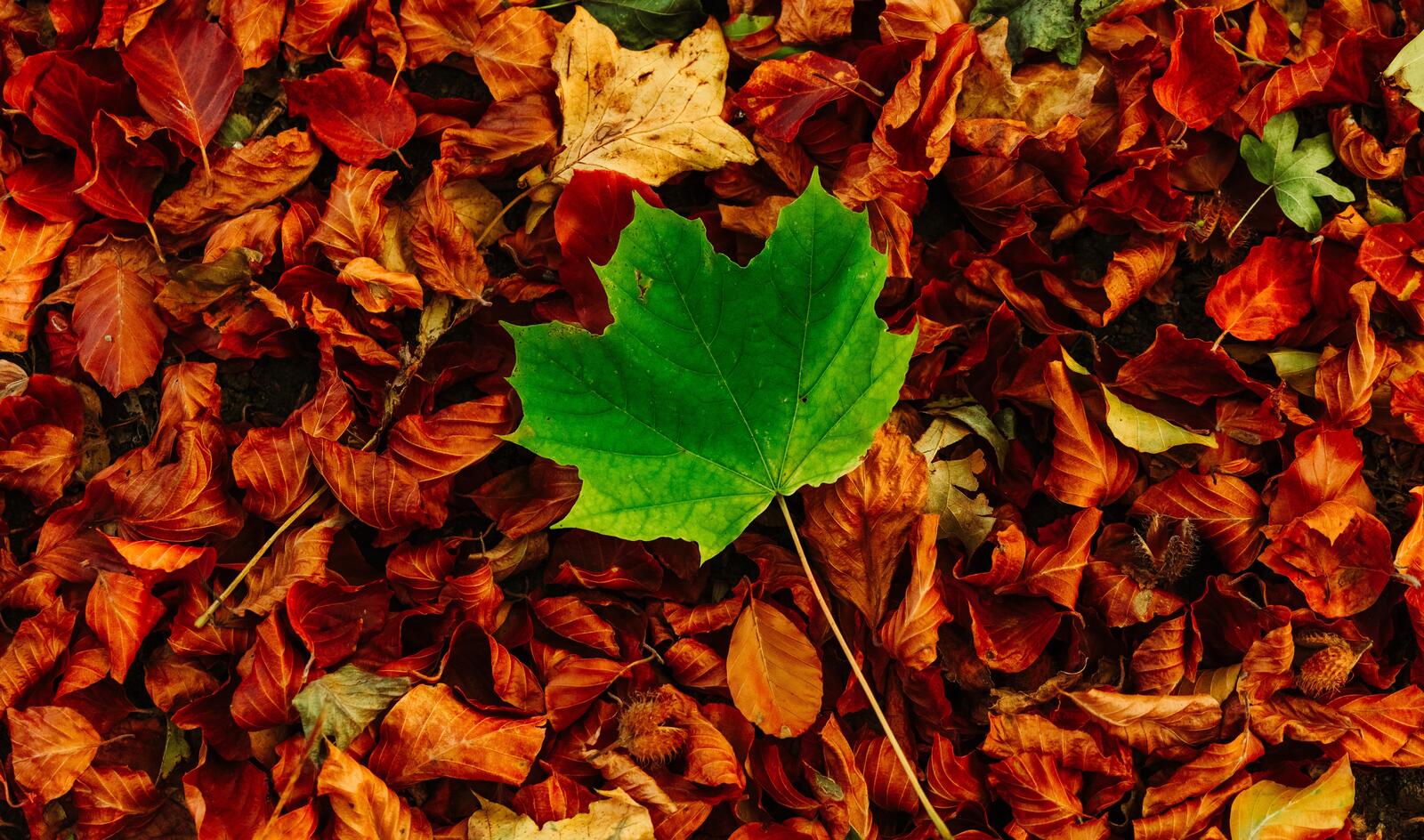 Wallpapers leaf autumn fall on the desktop