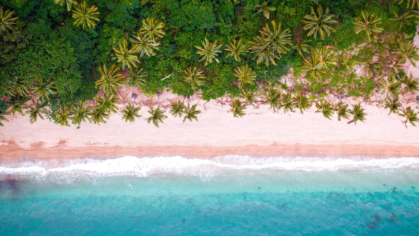 Wallpapers wallpaper tropical island palm trees view from the top on the desktop