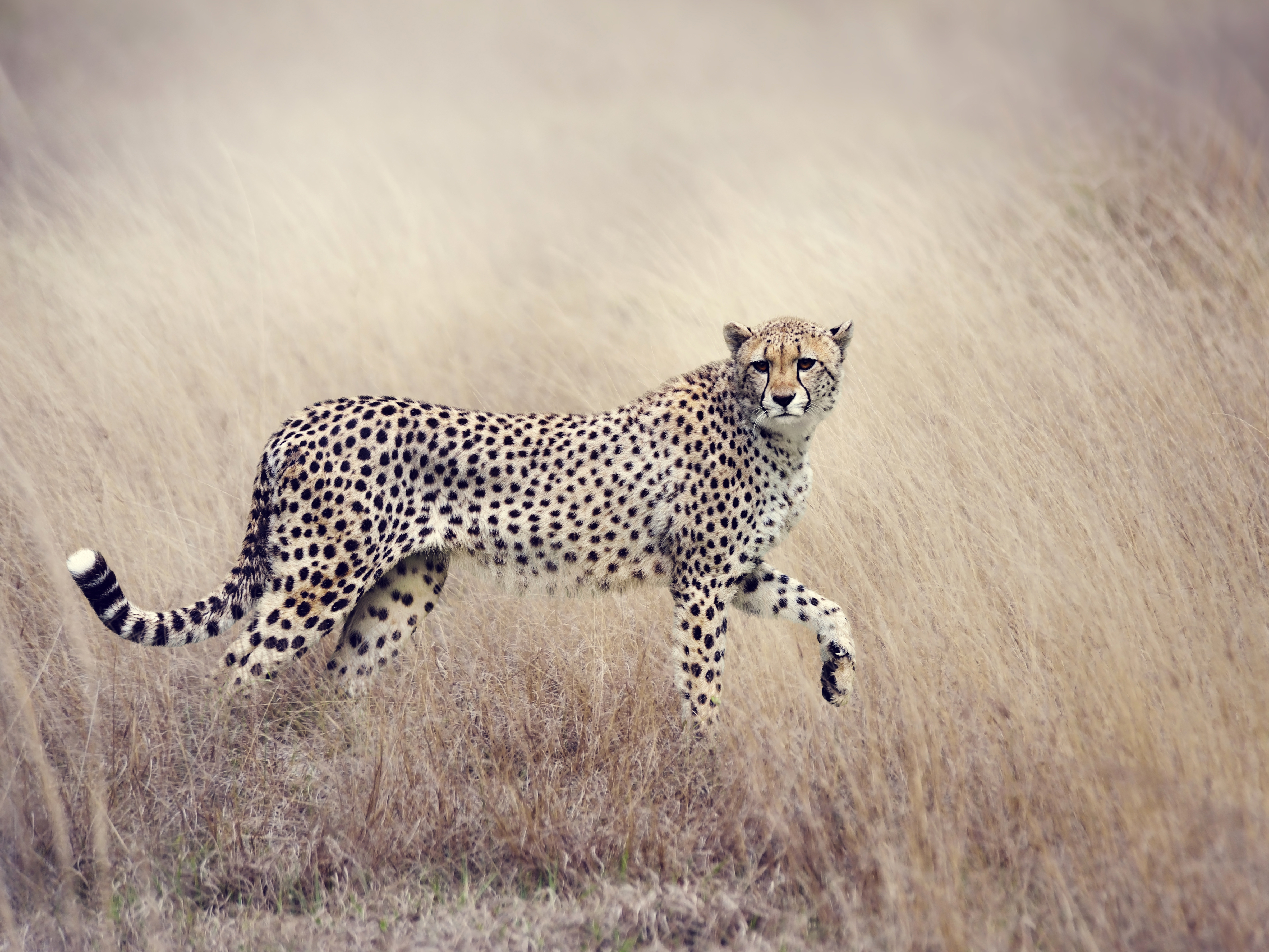 Wallpapers cheetah predator bush on the desktop