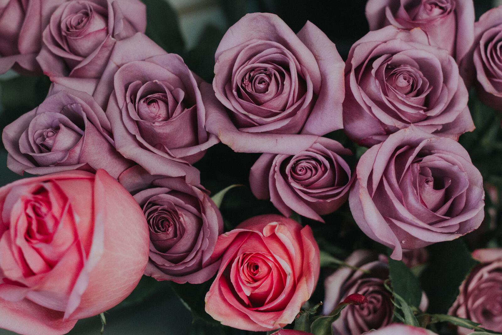 桌面上的壁纸花束 玫瑰花束 粉红的花朵