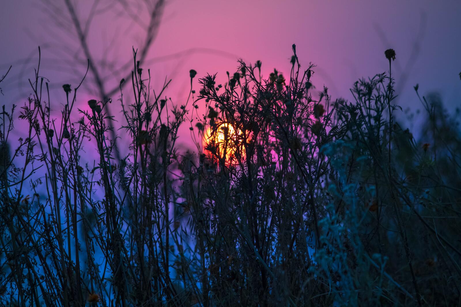 Бесплатное фото Трава и солнце