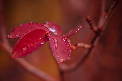 Red leaves with water droplets