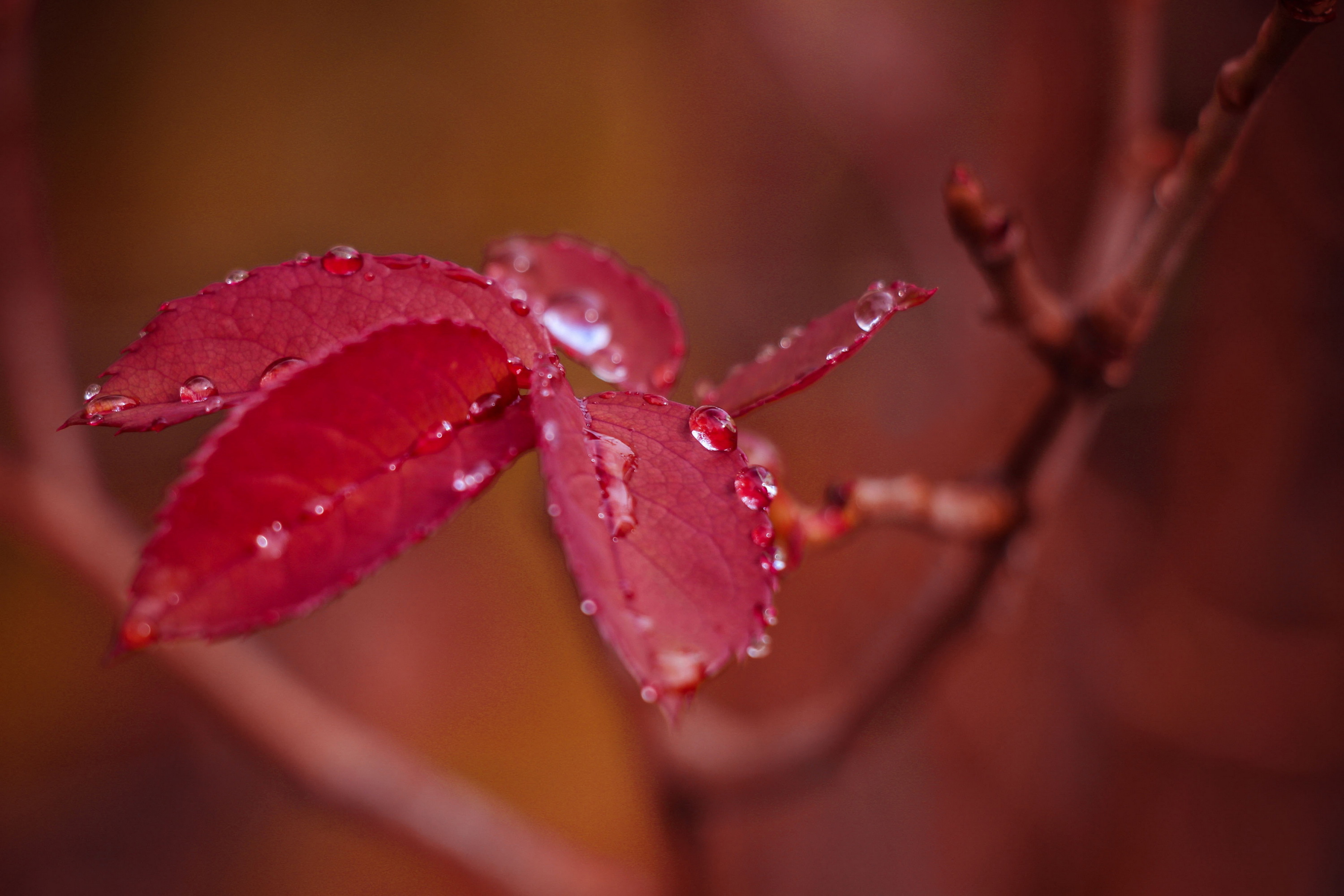 Free photo Red leaves with water droplets