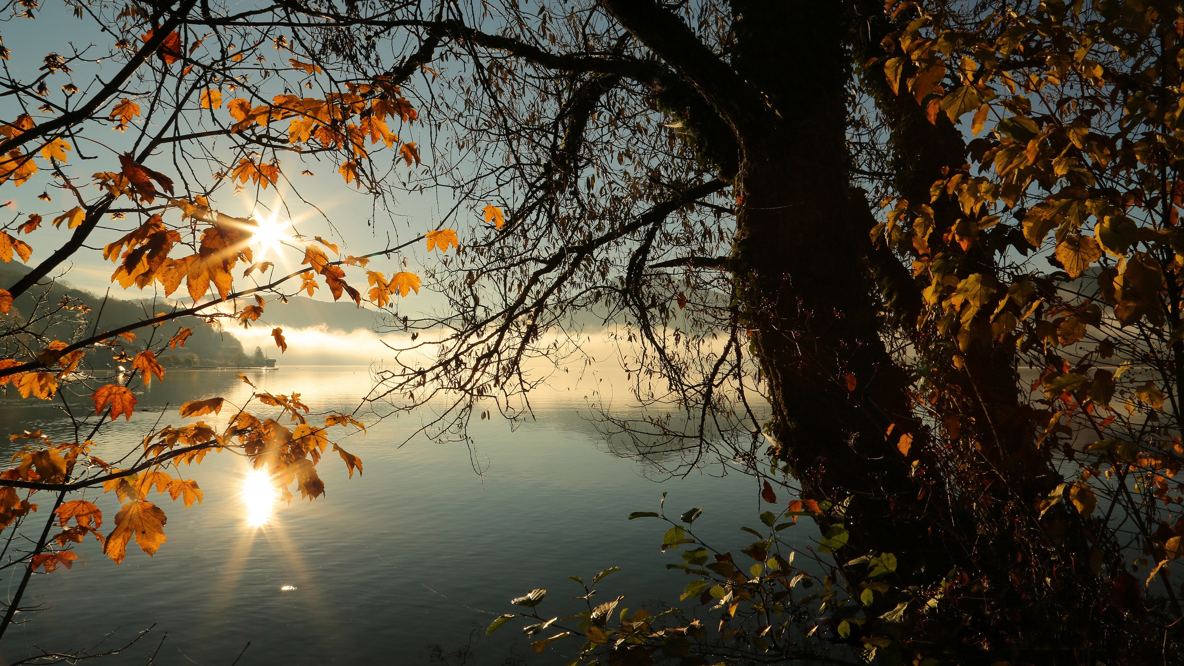 Фото бесплатно осень, дерево, озеро