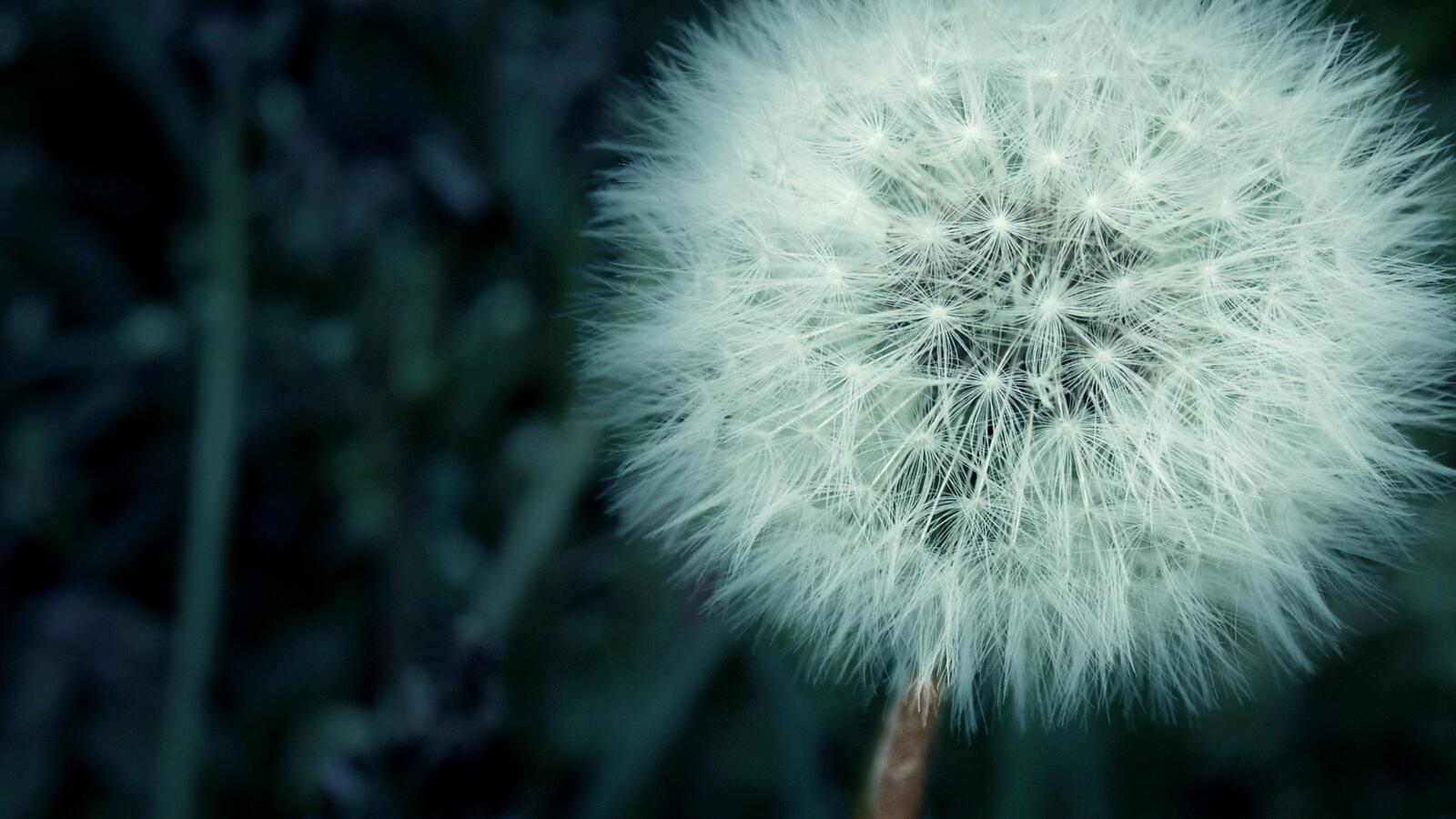 Free photo An image of a fluffy dandelion