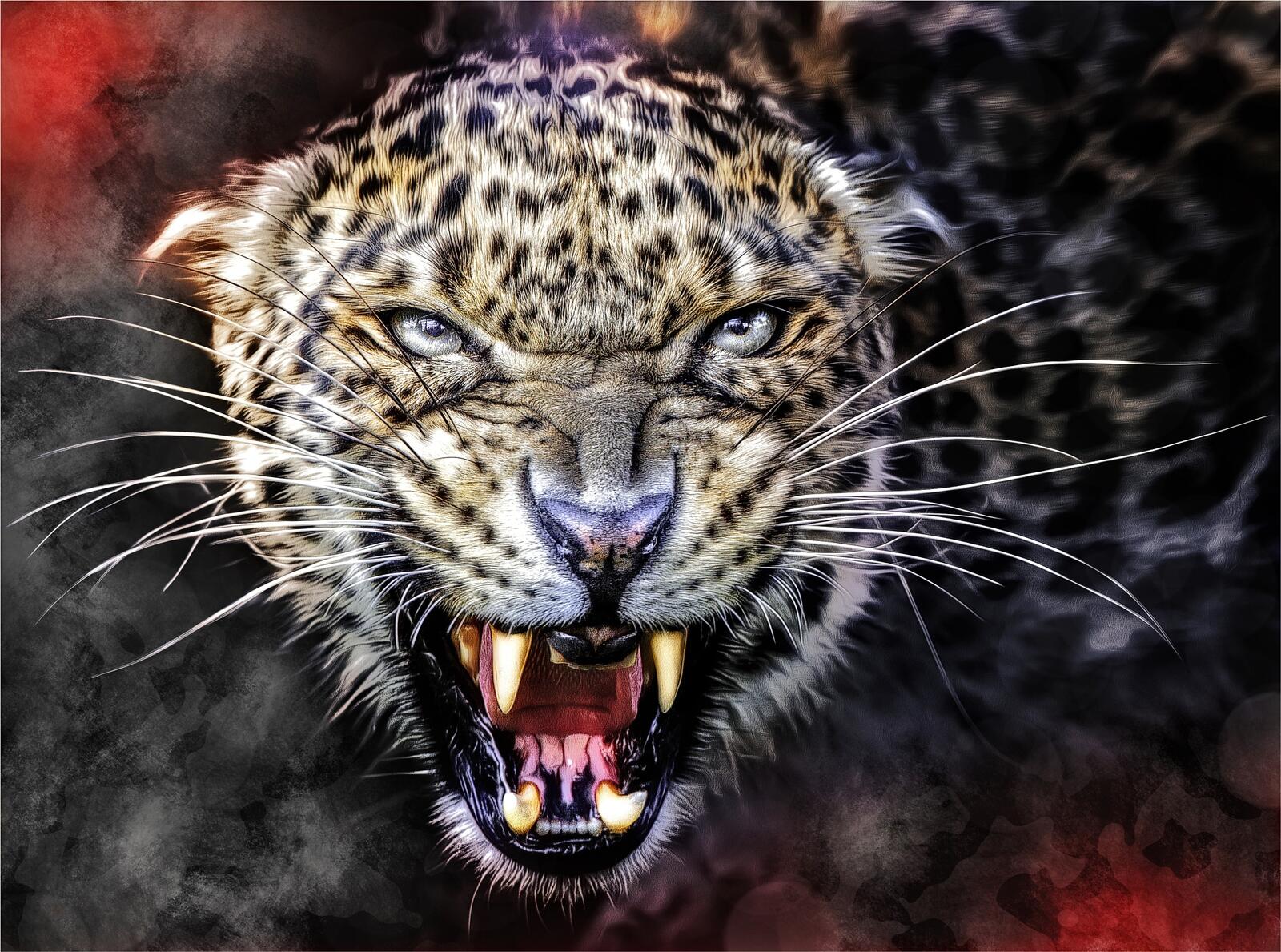 Wallpapers leopard animal menacing grin canines on the desktop