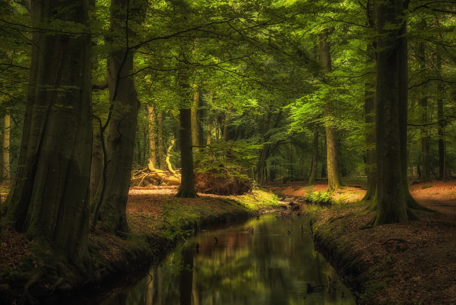 Wallpapers forest trees stream on the desktop