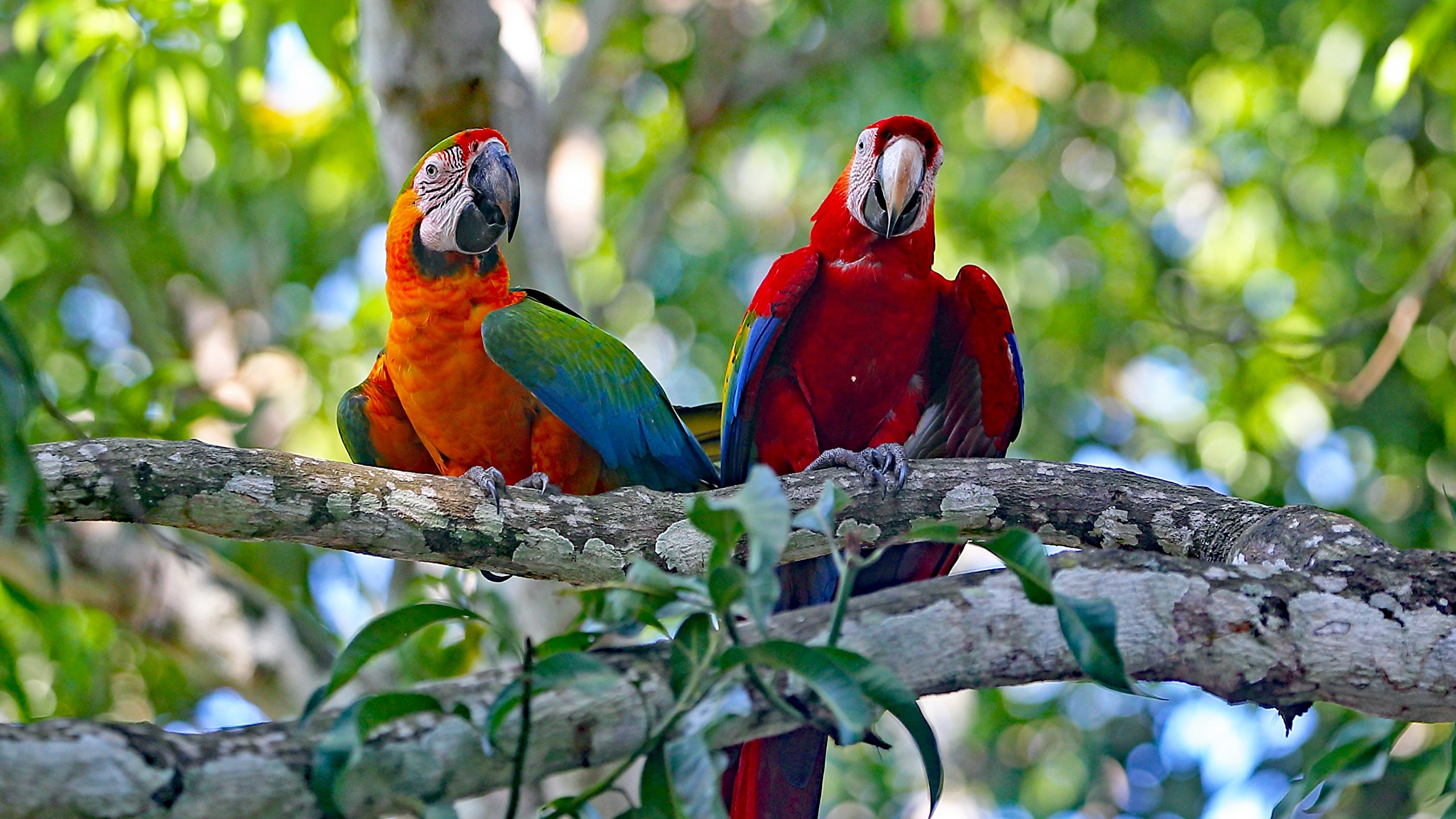 Фото бесплатно обои попугаи, размытый фон, деревья