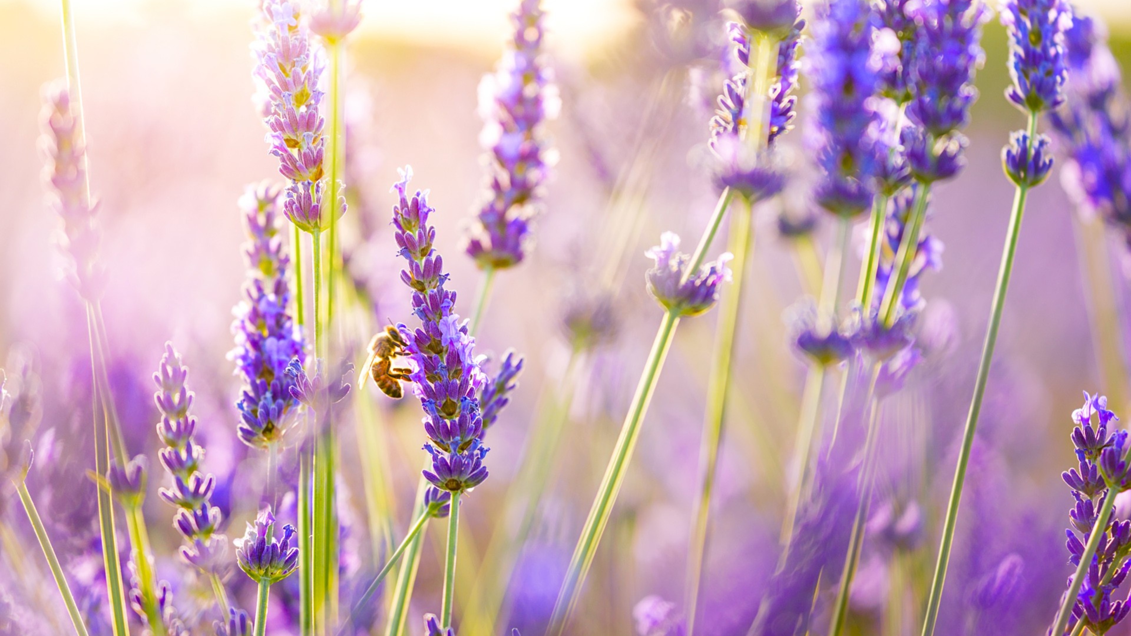 Фото бесплатно лаванды, фиолетовые цветы, цветы