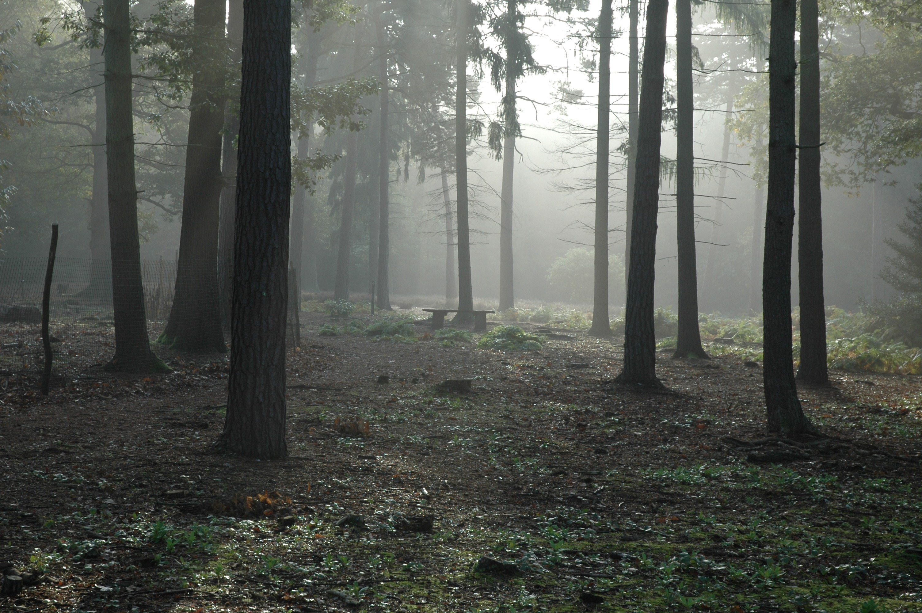 Фото бесплатно старый лес, живописный, тьма