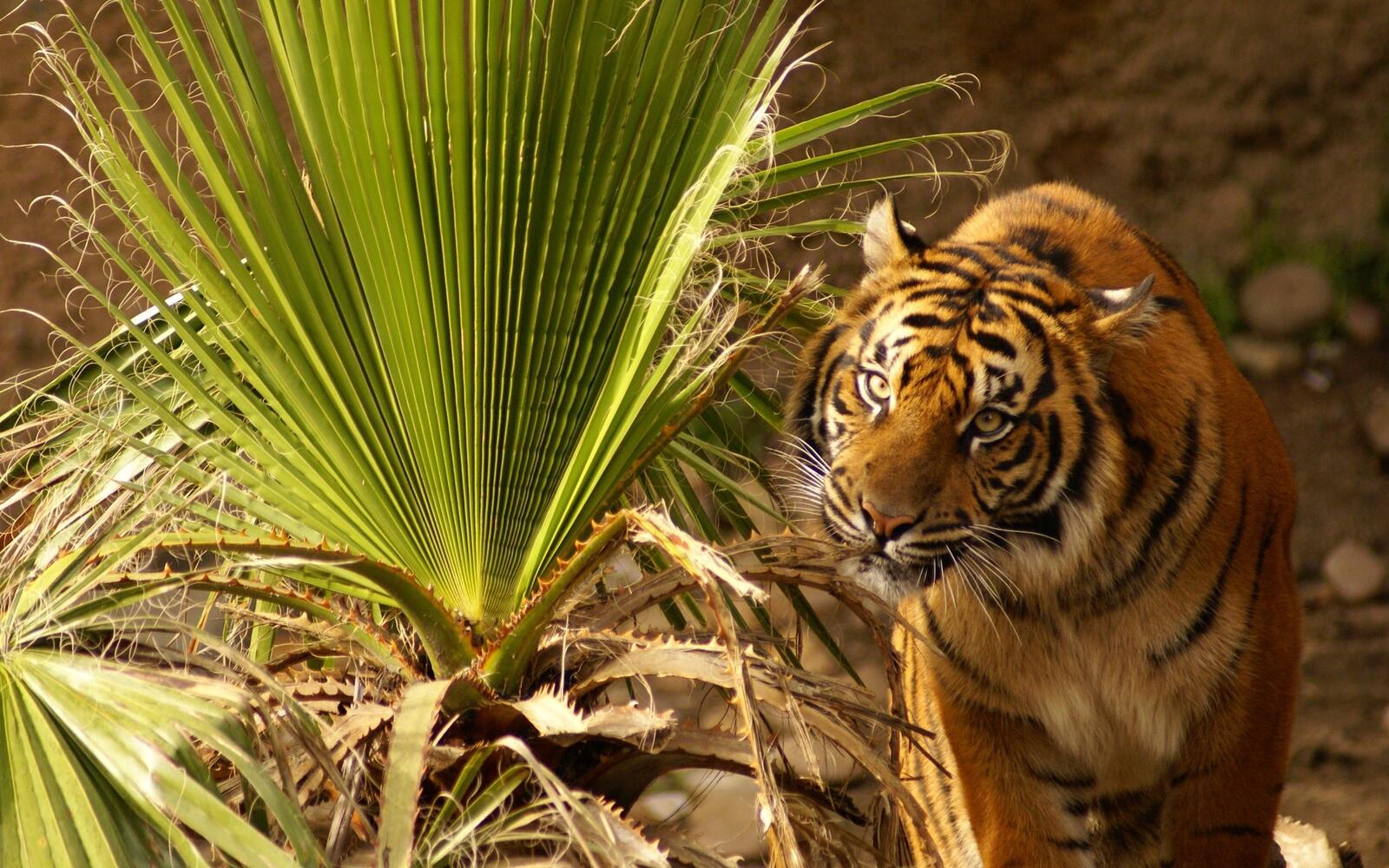 Wallpapers nature grass tiger on the desktop