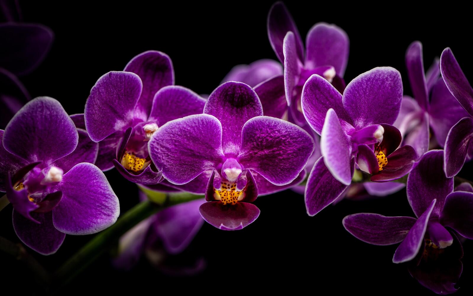 Обои орхидея фиолетовые цветы цветок на рабочий стол