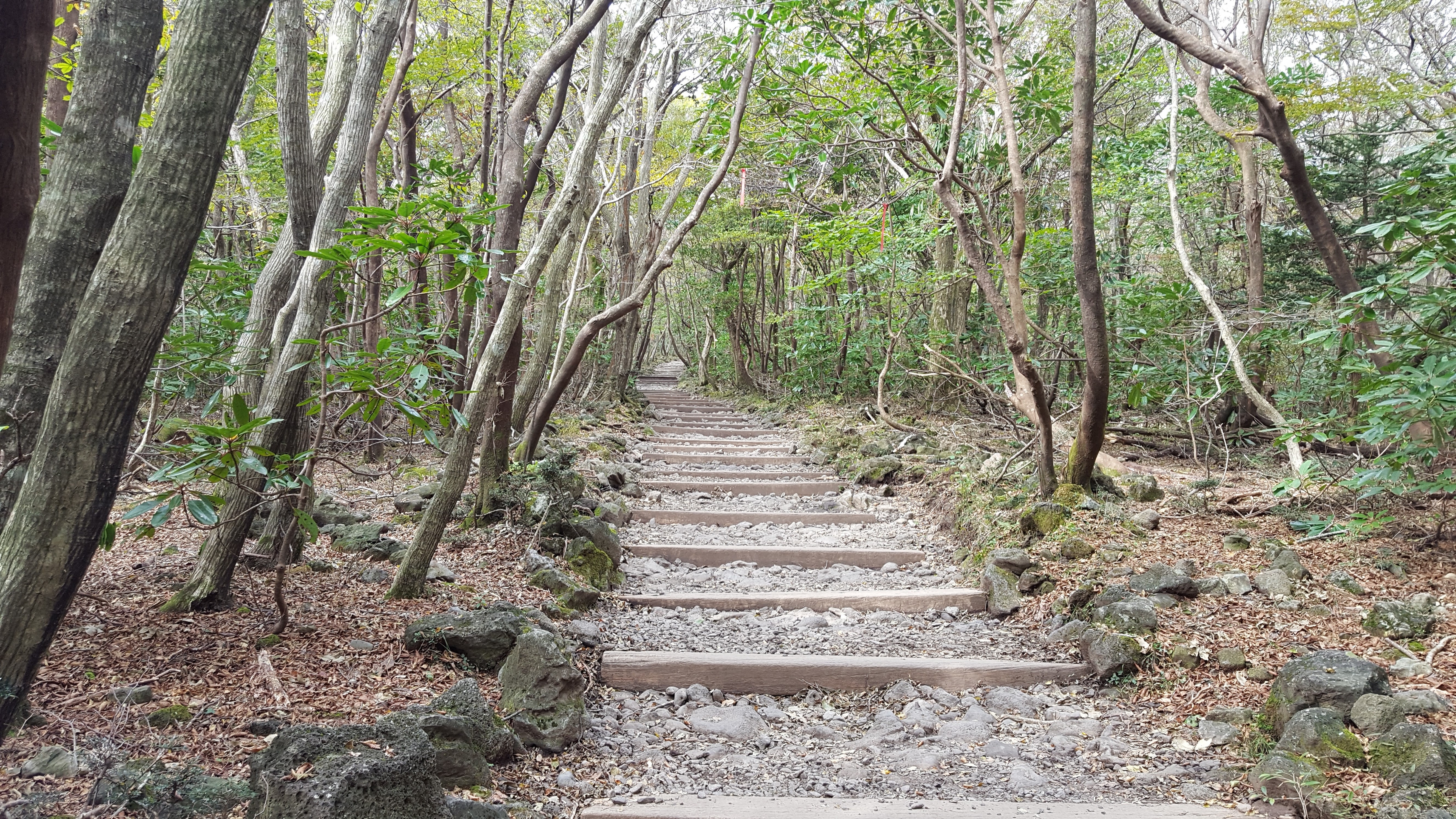 Фото бесплатно Южная Корея, лестницы, деревья