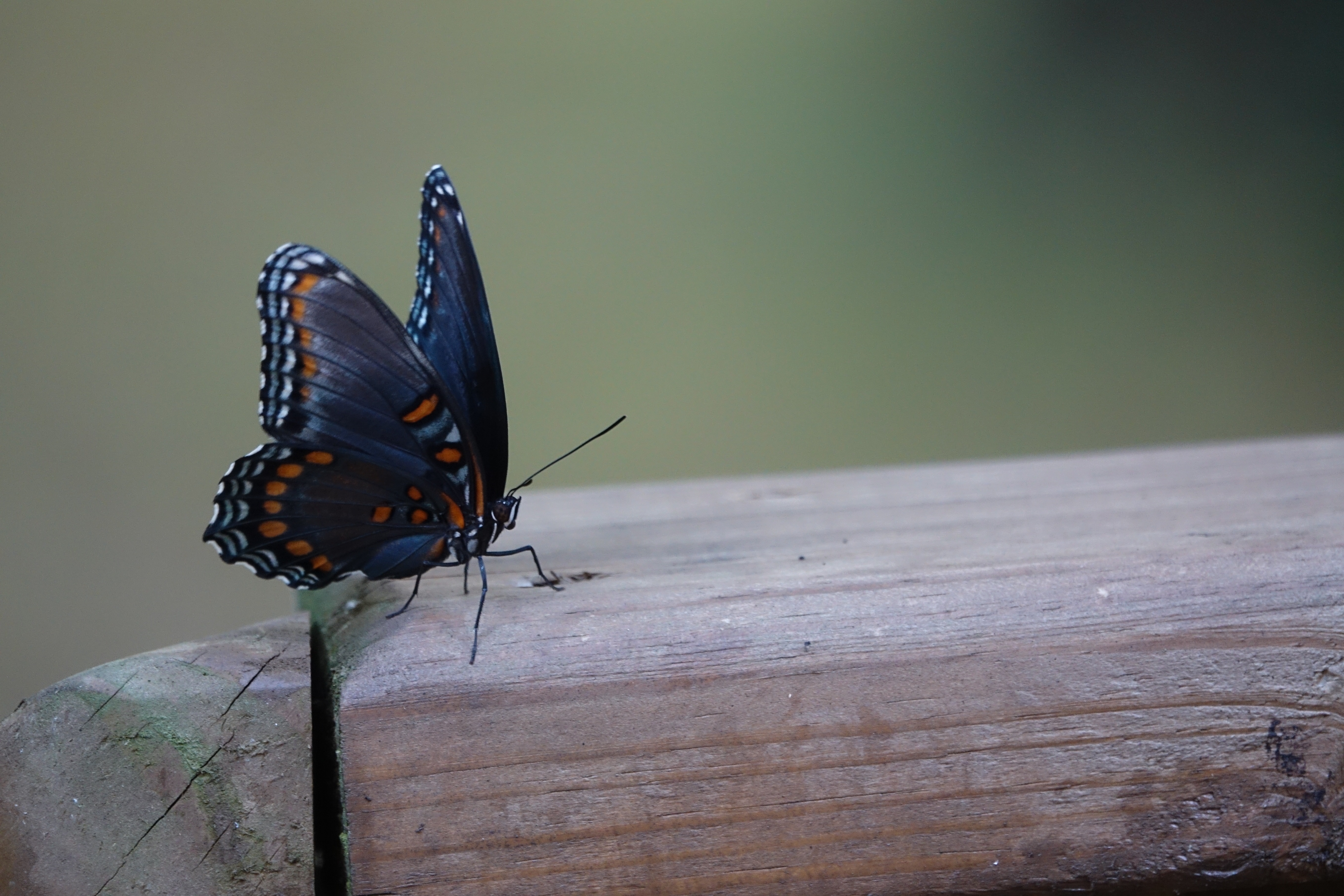 Фото бесплатно обои черная бабочка, древесина, насекомые