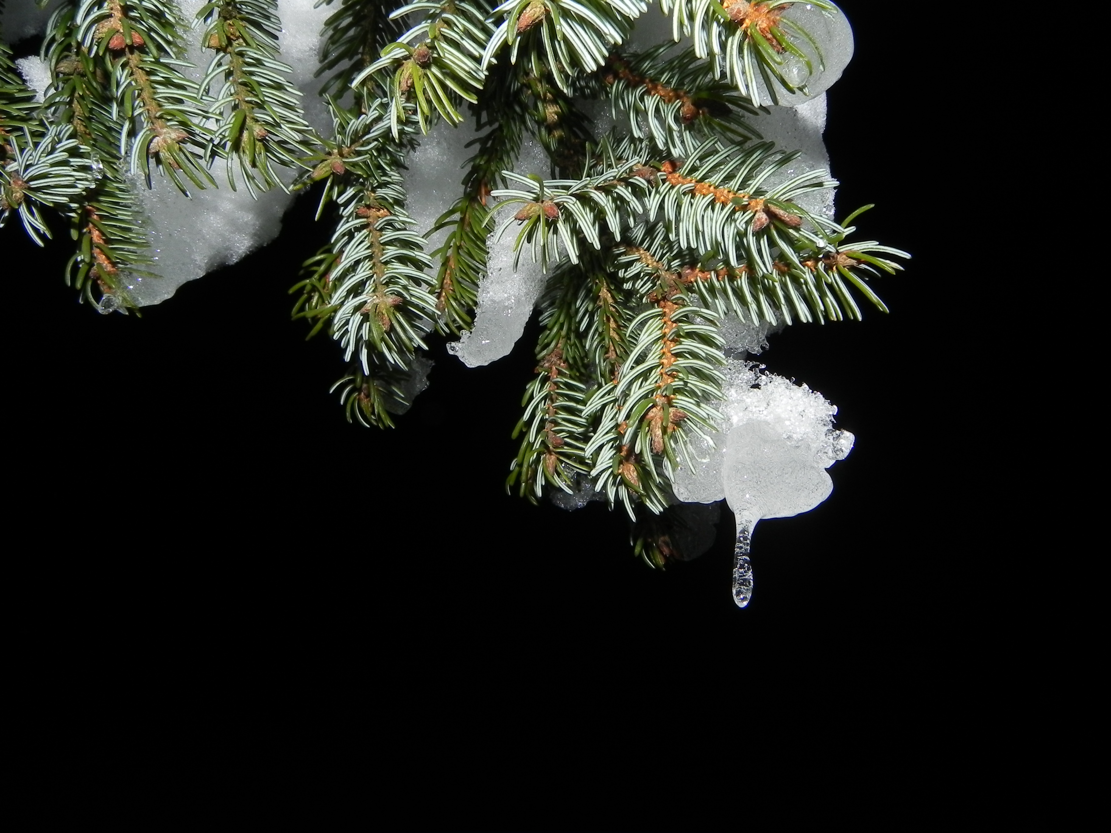 Фото бесплатно ветвь, снег, ботаника