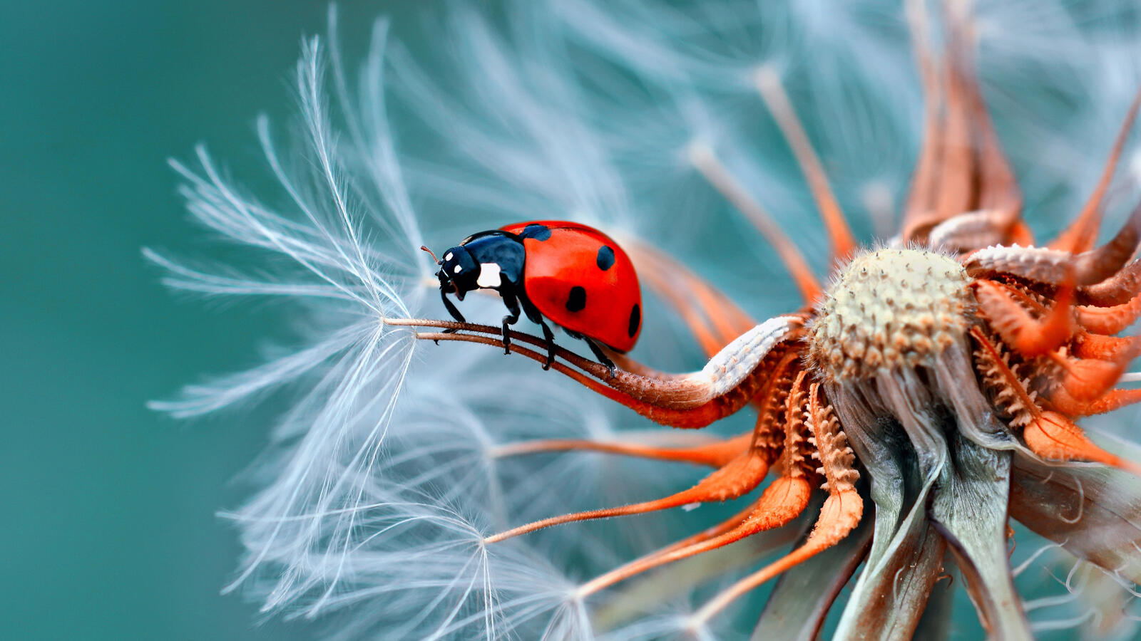 Wallpapers wallpaper ladybug dandelion macro on the desktop