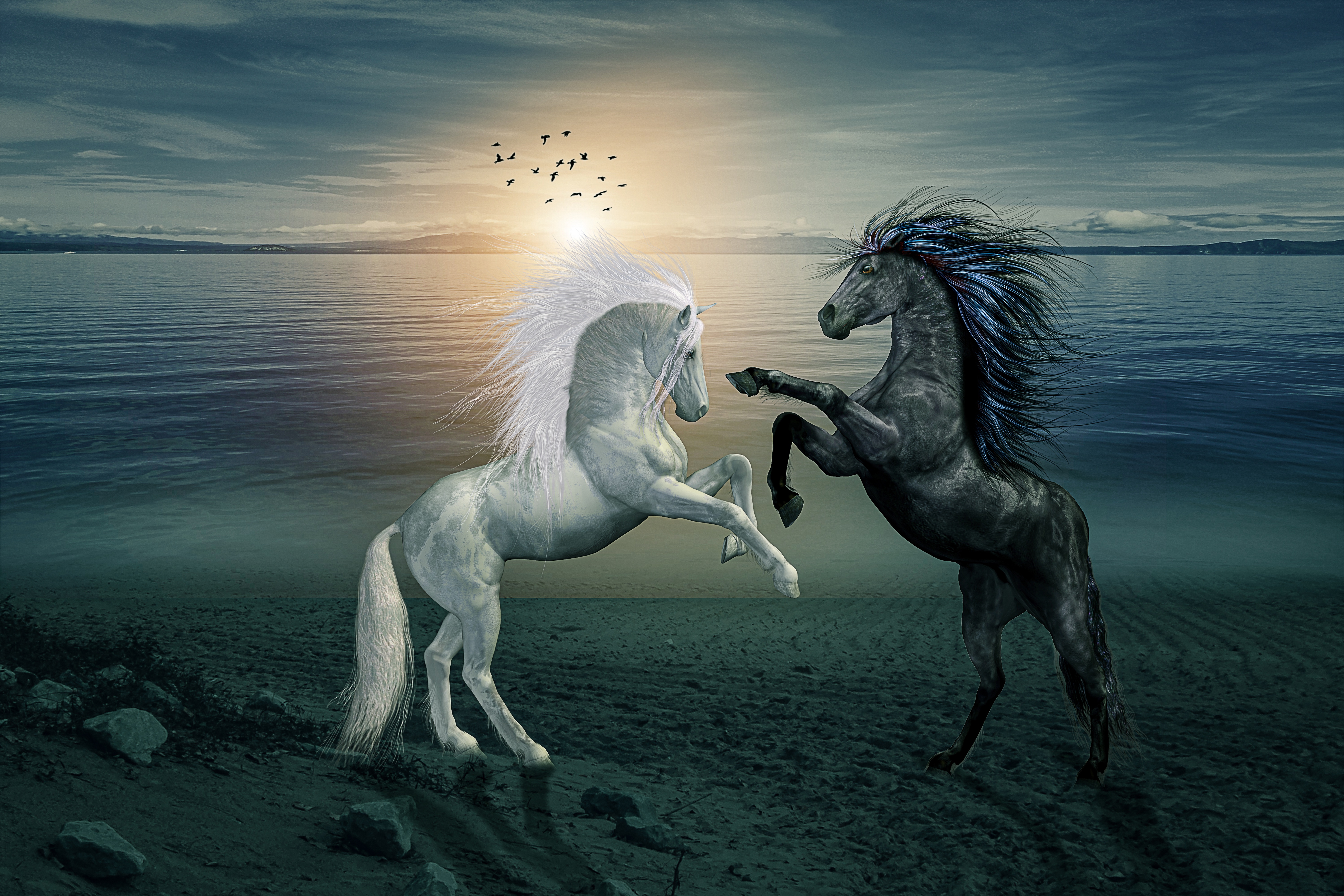 Free photo White horse and black horse at sunset