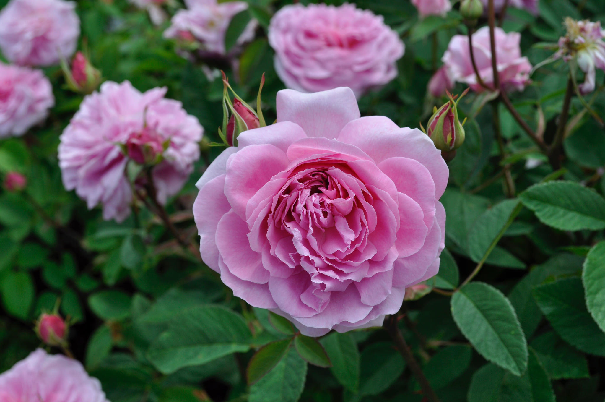 Фото бесплатно розовый бутон, бутон розы, розы