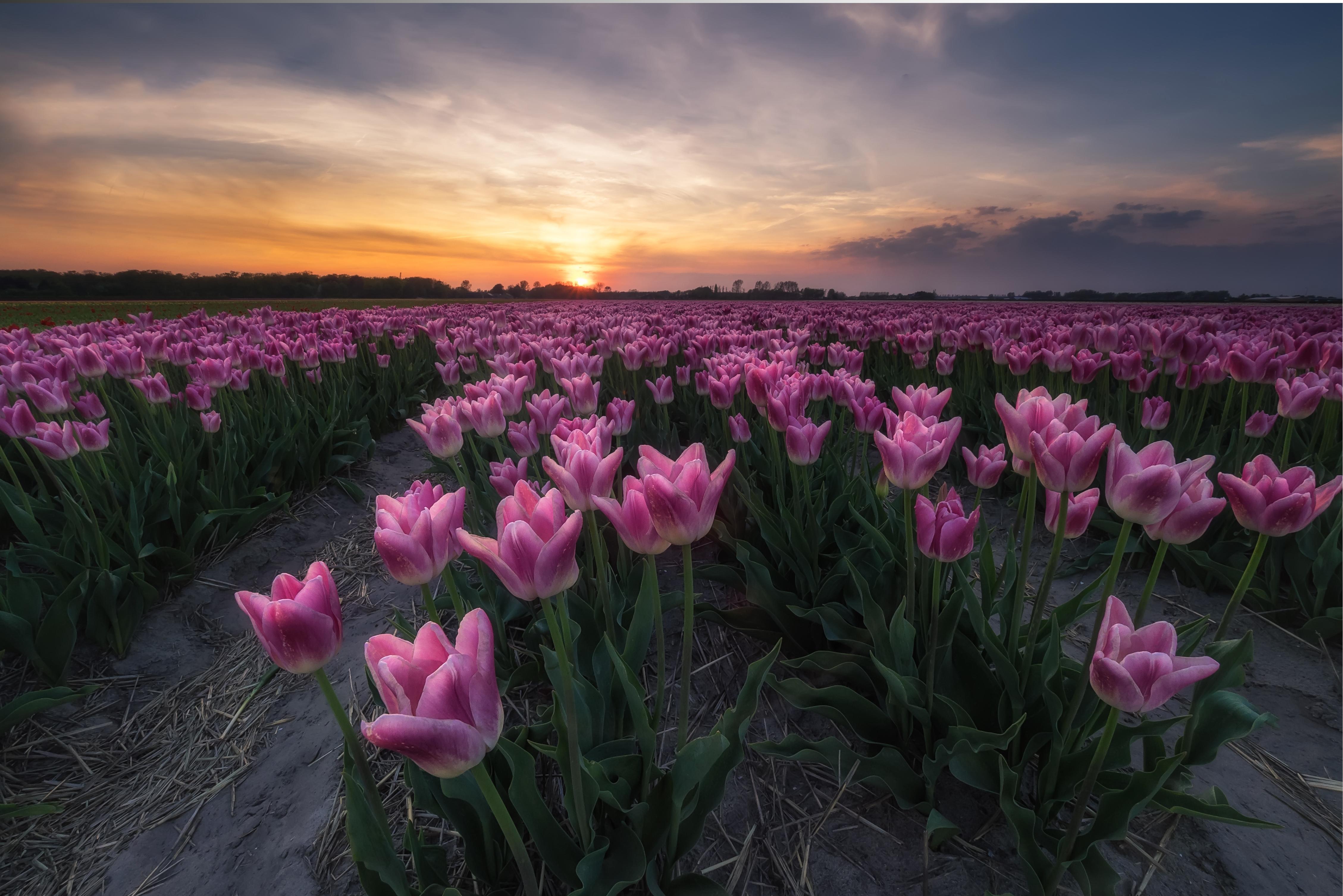 тюльпаны поле розовые закат загрузить