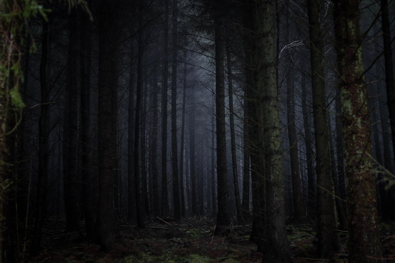 Wallpapers dark forest fog scary on the desktop