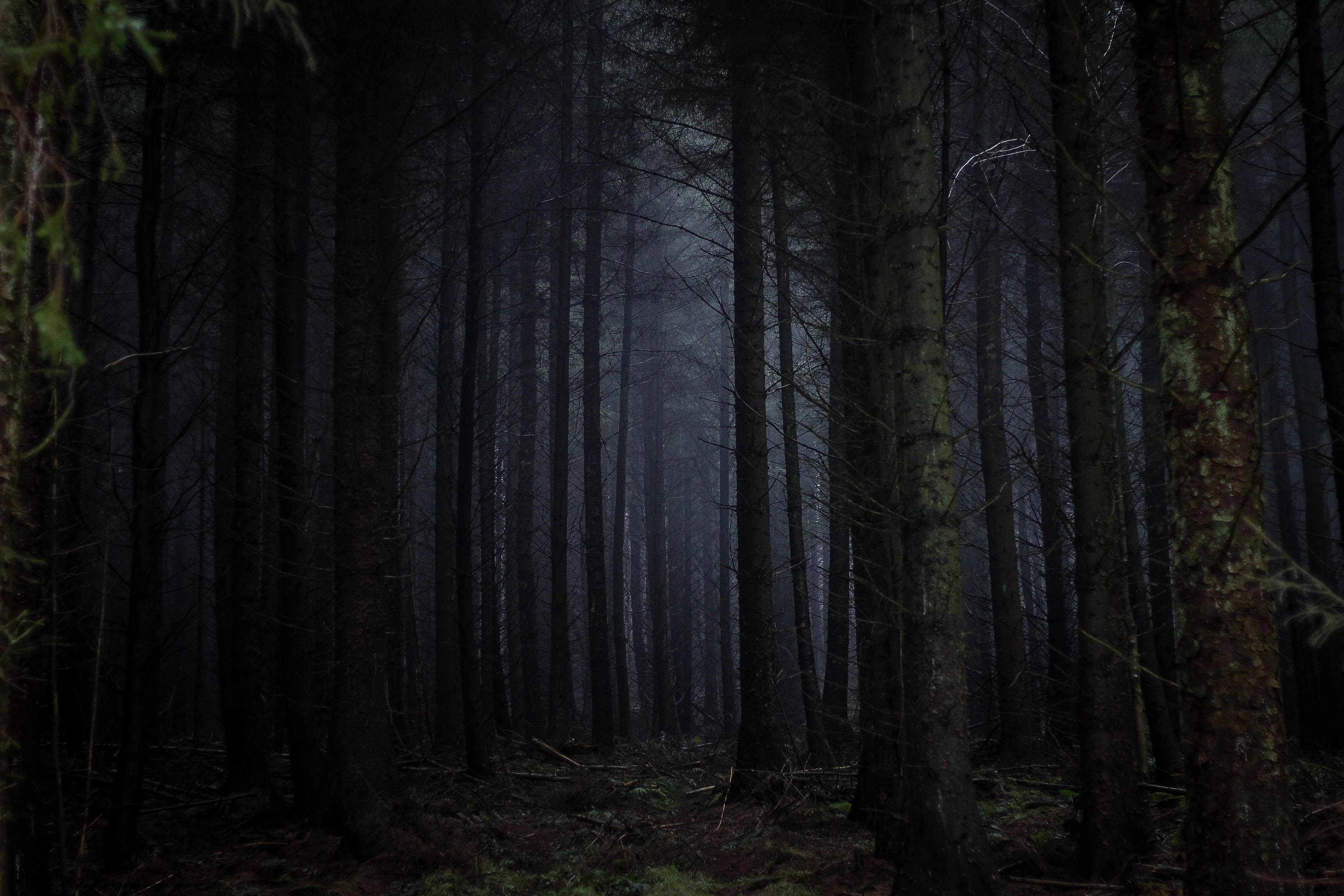 Wallpapers dark forest fog scary on the desktop