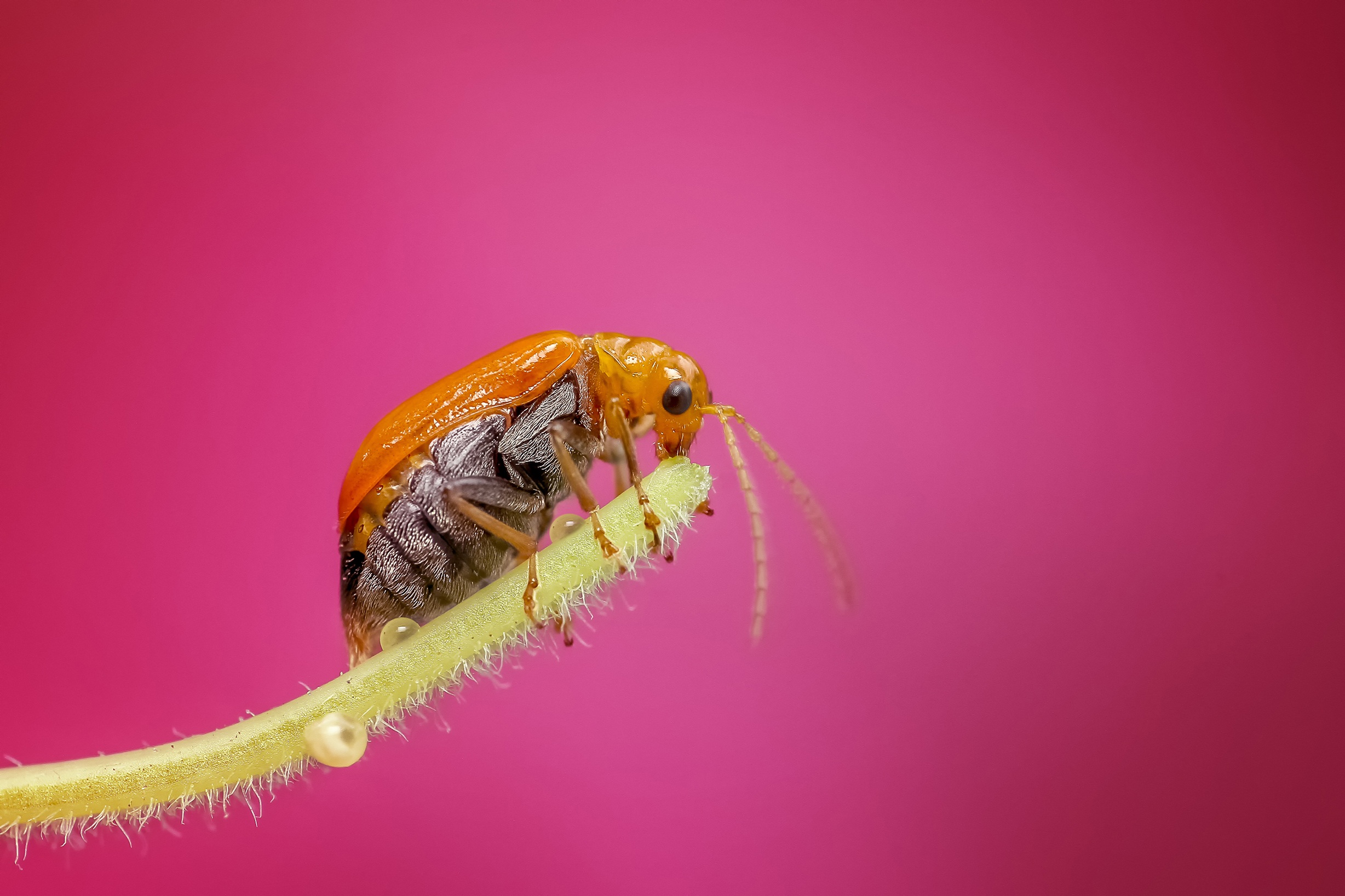 Wallpapers insect crawling insects on the desktop