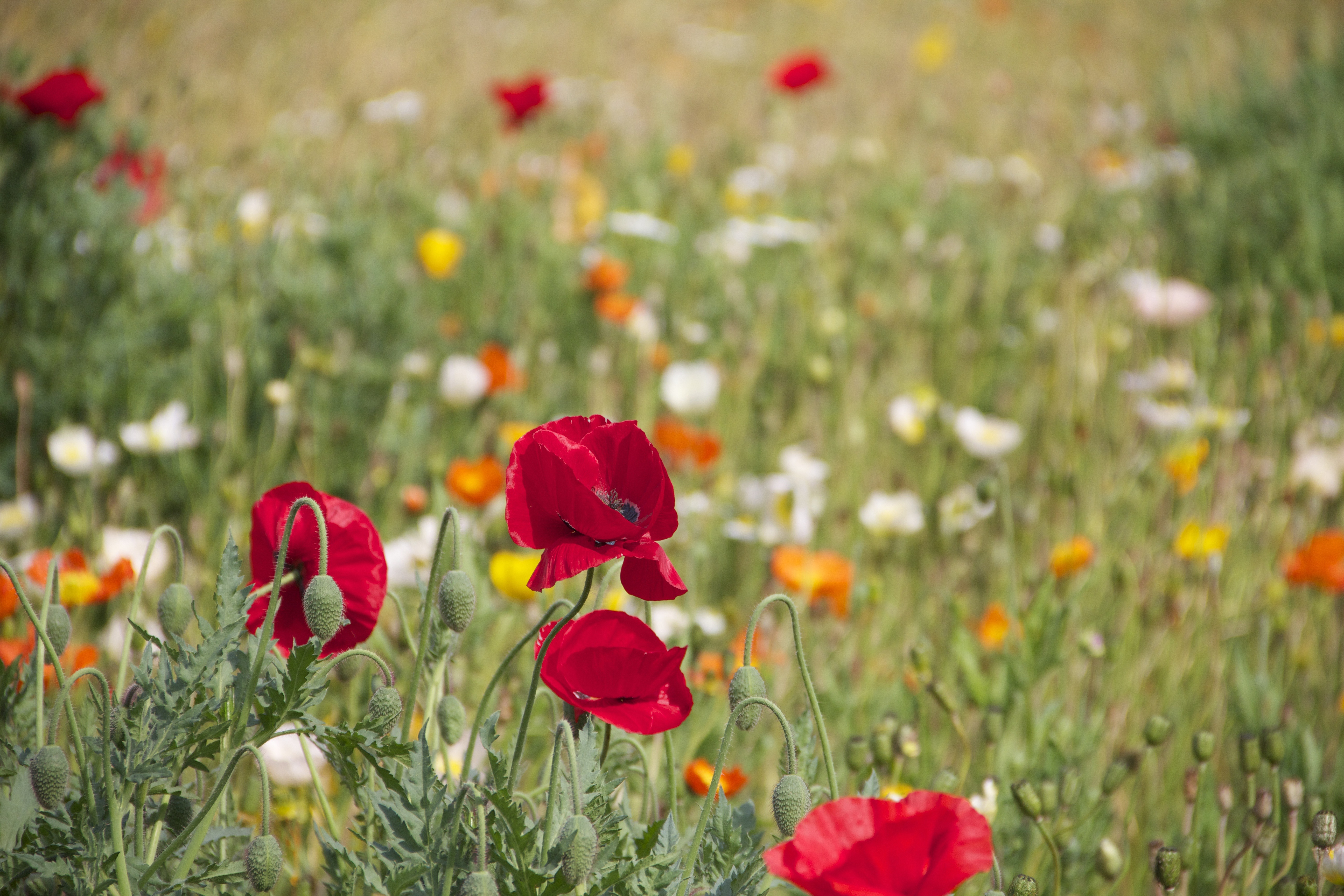 Обои пейзаж трава цветок - бесплатные картинки на Fonwall
