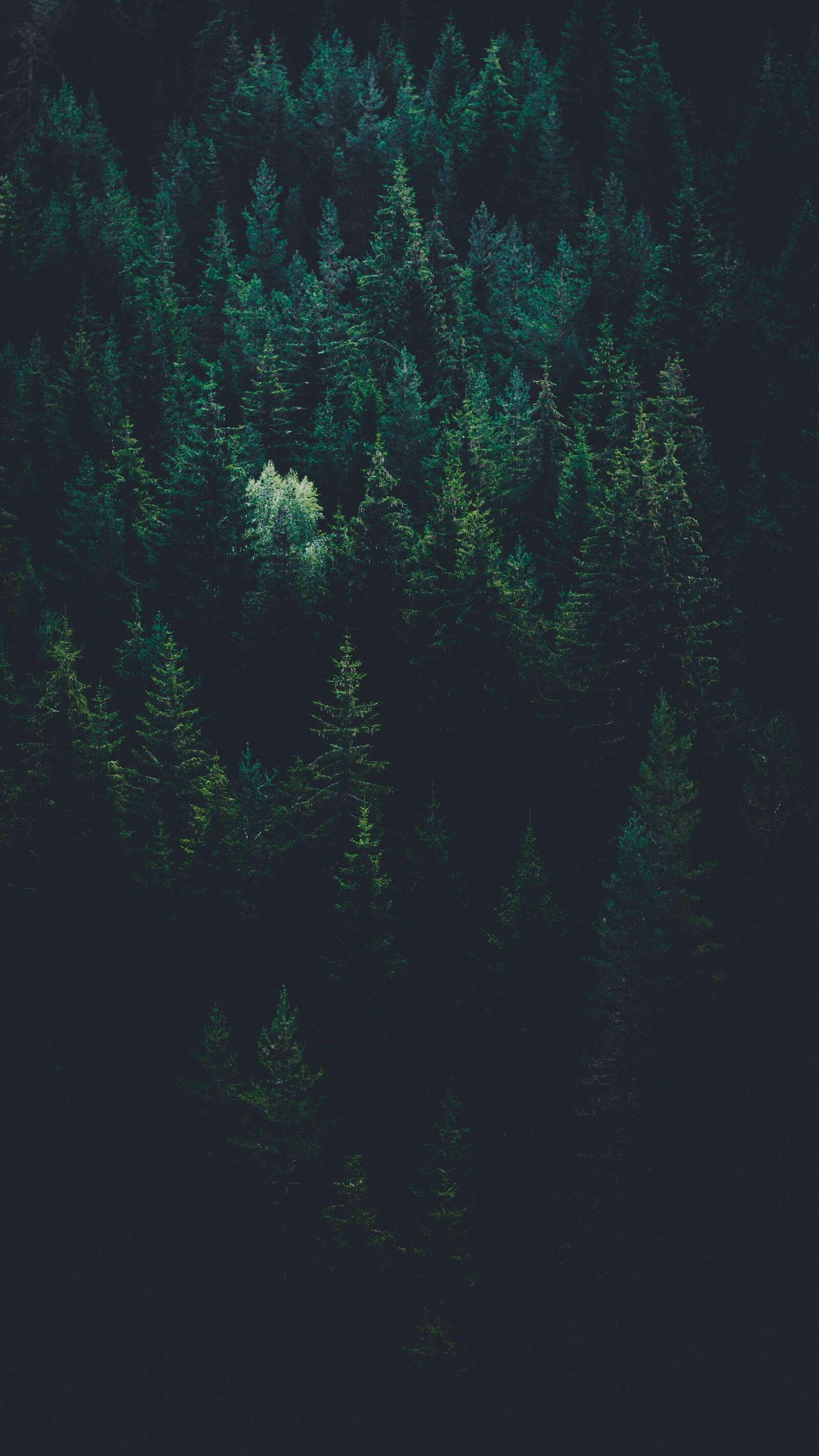 Wallpapers trees top view forest on the desktop