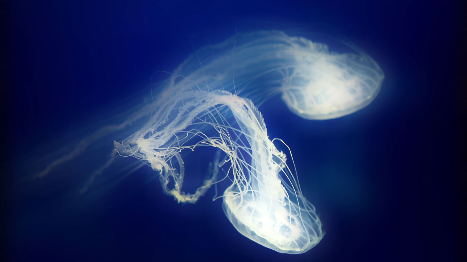 Фото бесплатно подводный, фотографии, обои медузы
