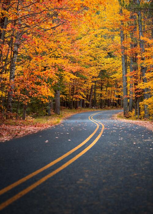 A road with yellow stripes leading to an autumn forest with yellow foliage