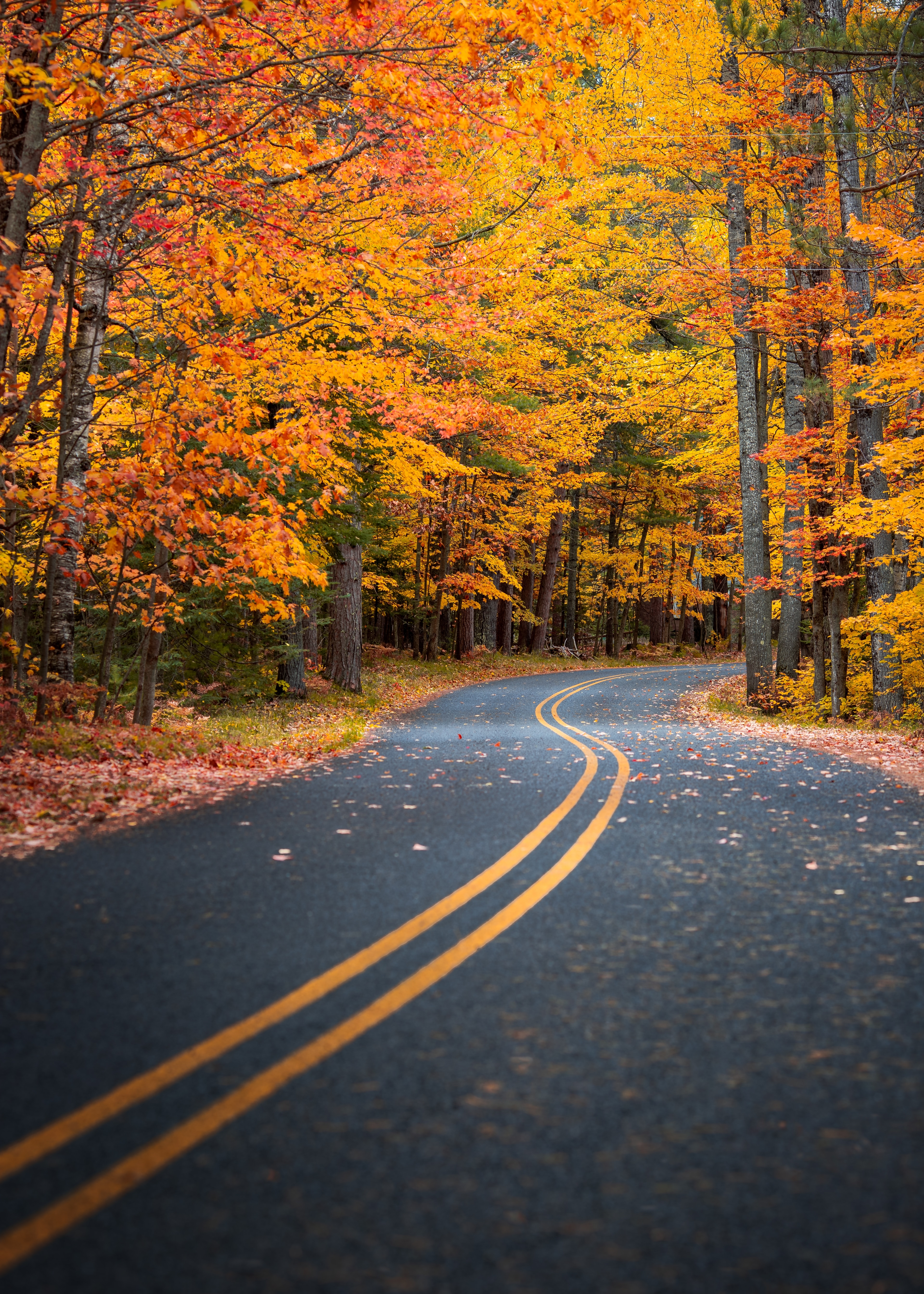 免费照片一条有黄色条纹的道路通往秋天的黄叶森林