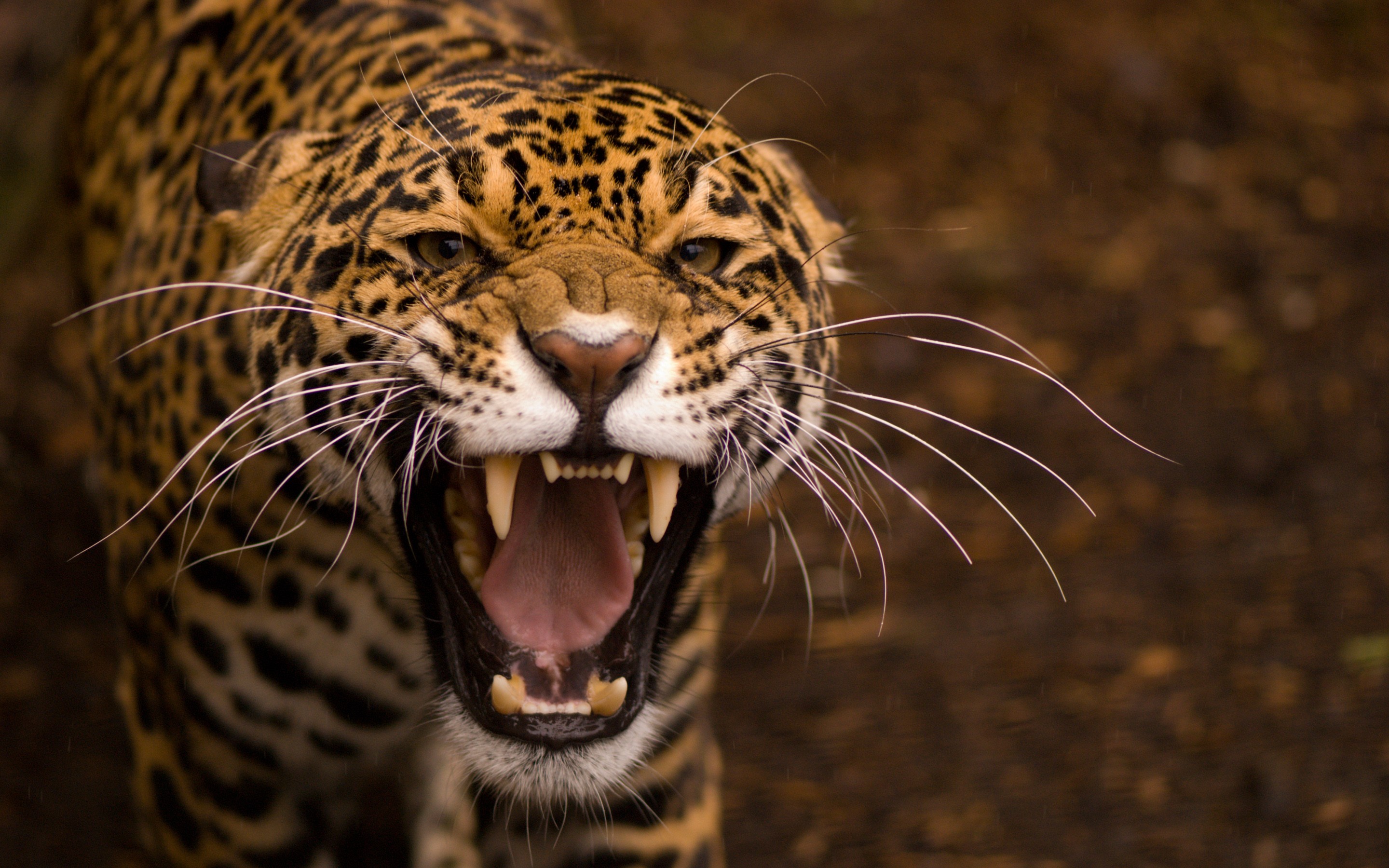 Wallpapers Jaguar wildlife leopard on the desktop