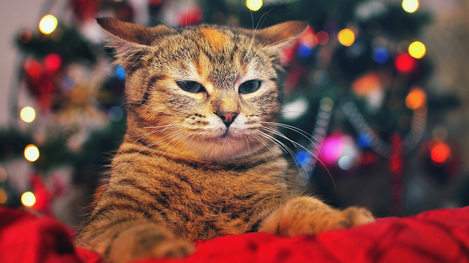 桌面上的壁纸猫 狡诈 圣诞树