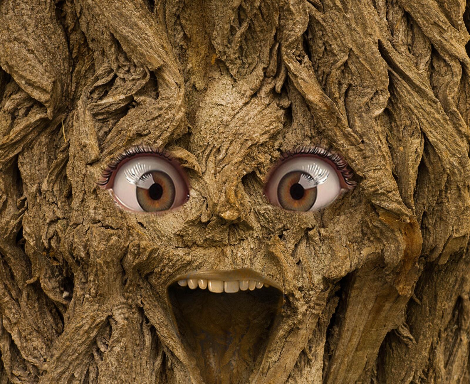 Wallpapers fantasy tree person on the desktop