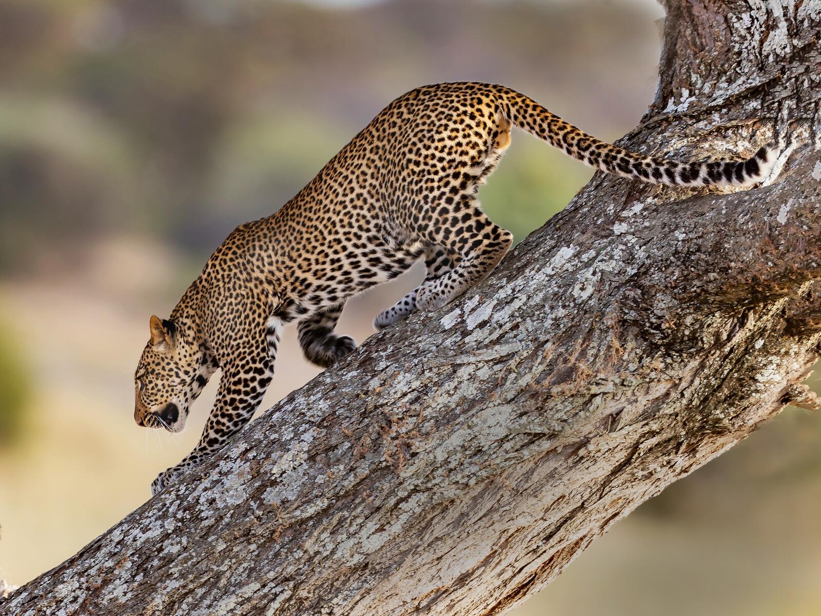 Wallpapers leopard climbing tree on the desktop