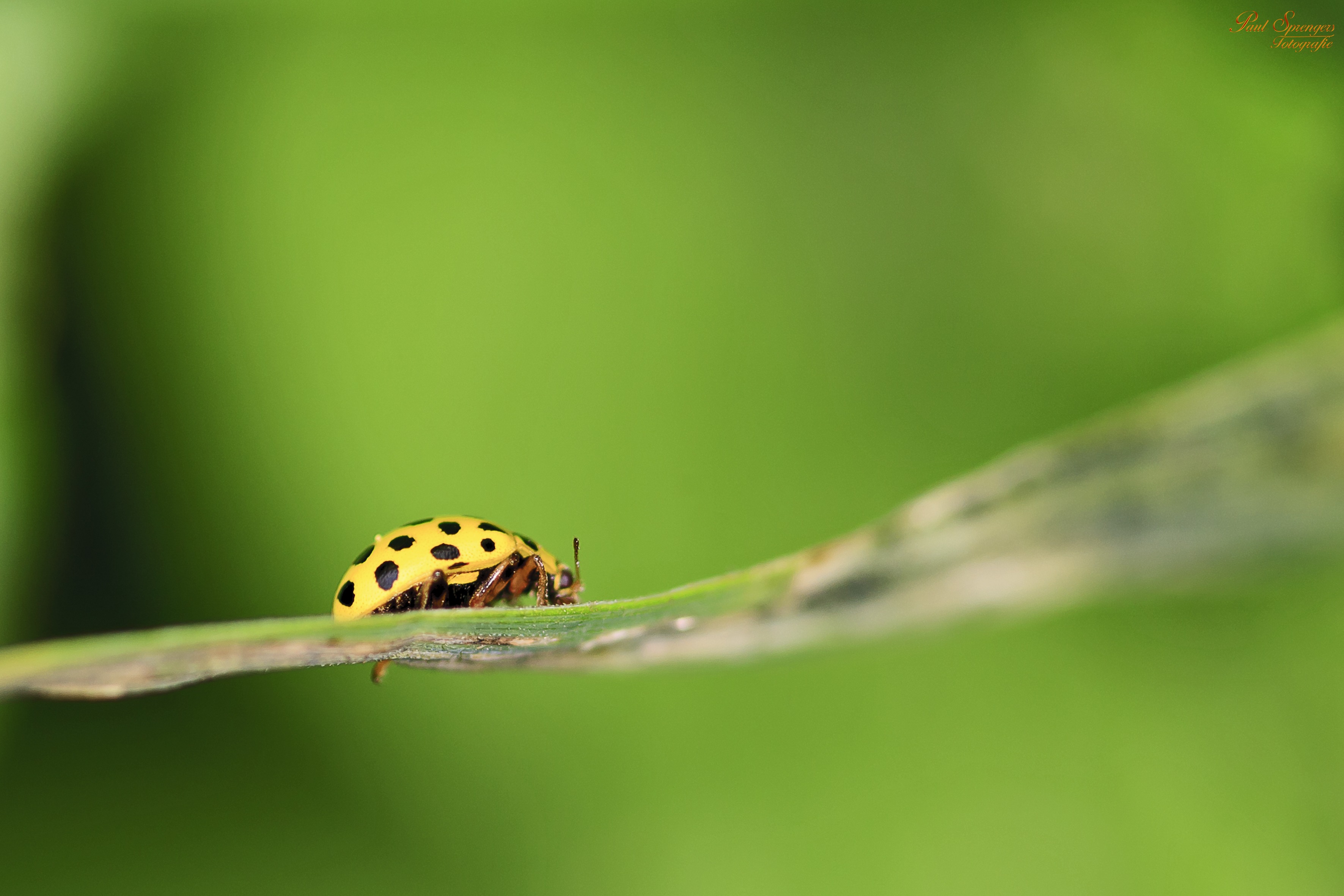 Free photo Yellow ladybug