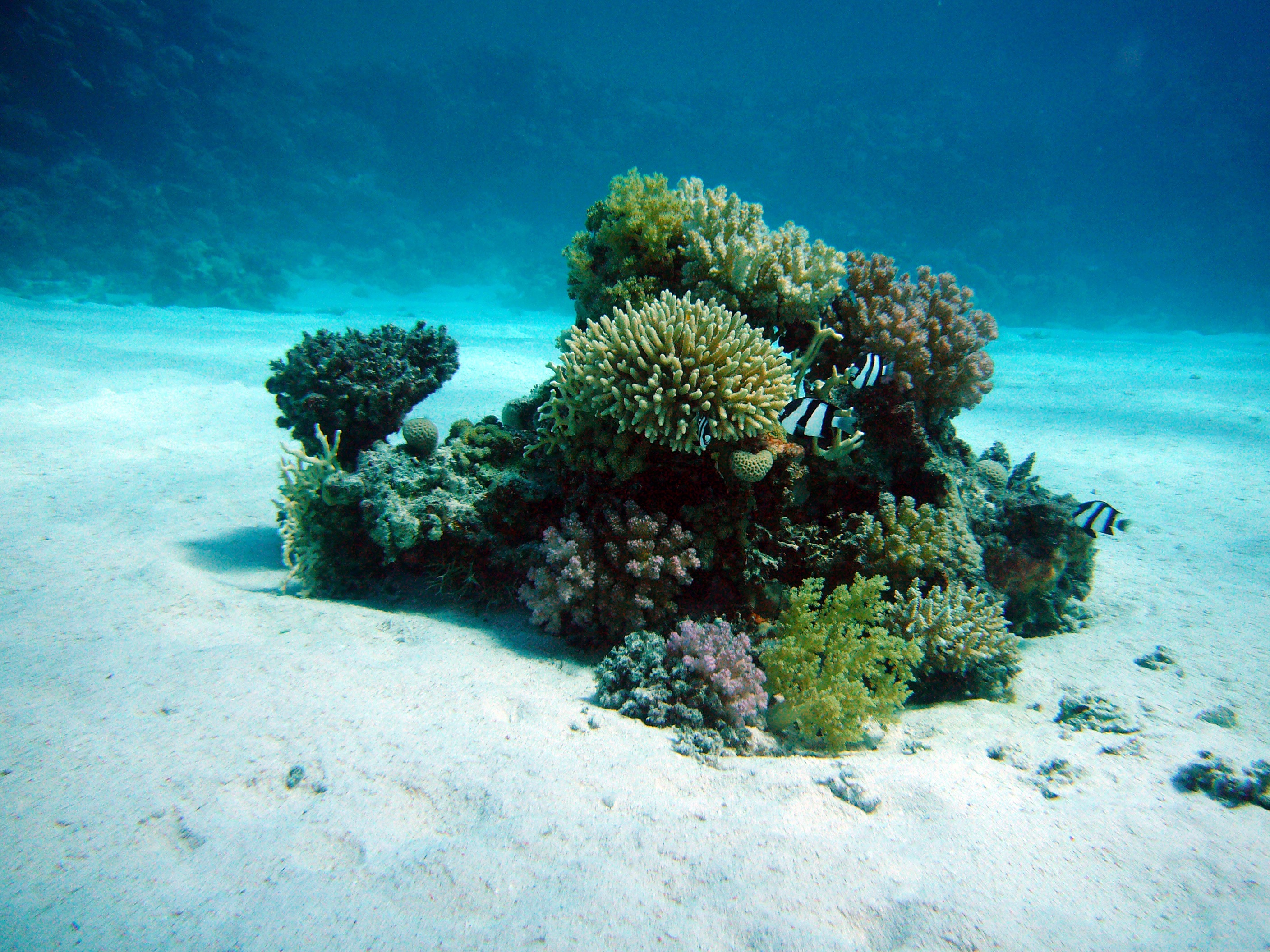 Фото синий беспозвоночный рыбы кораллового рифа - бесплатные картинки на Fonwall