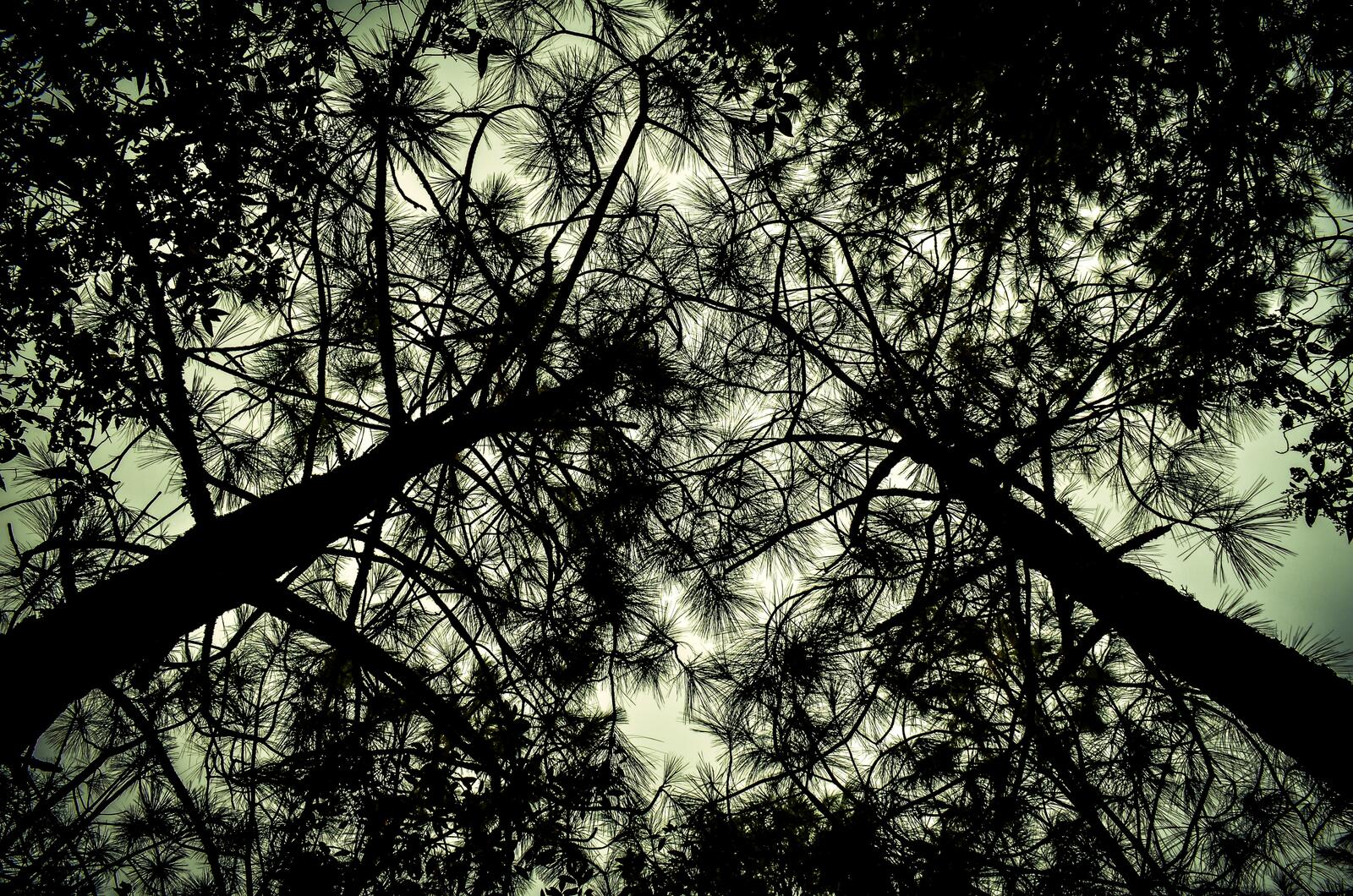 Бесплатное фото Вид снизу на ветки деревьев