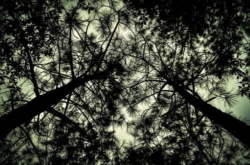 View of tree branches from below