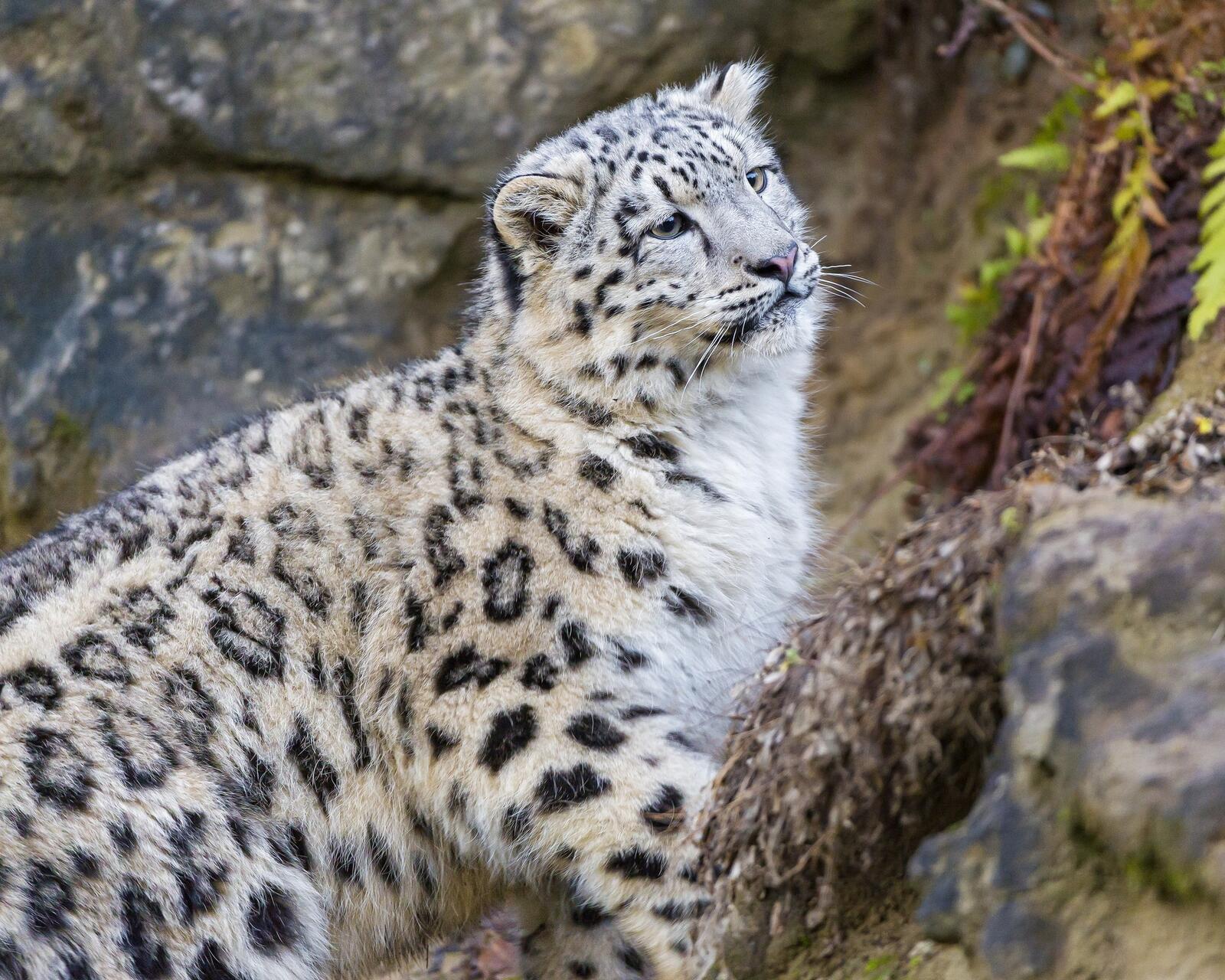 Wallpapers animals snow leopards cats on the desktop