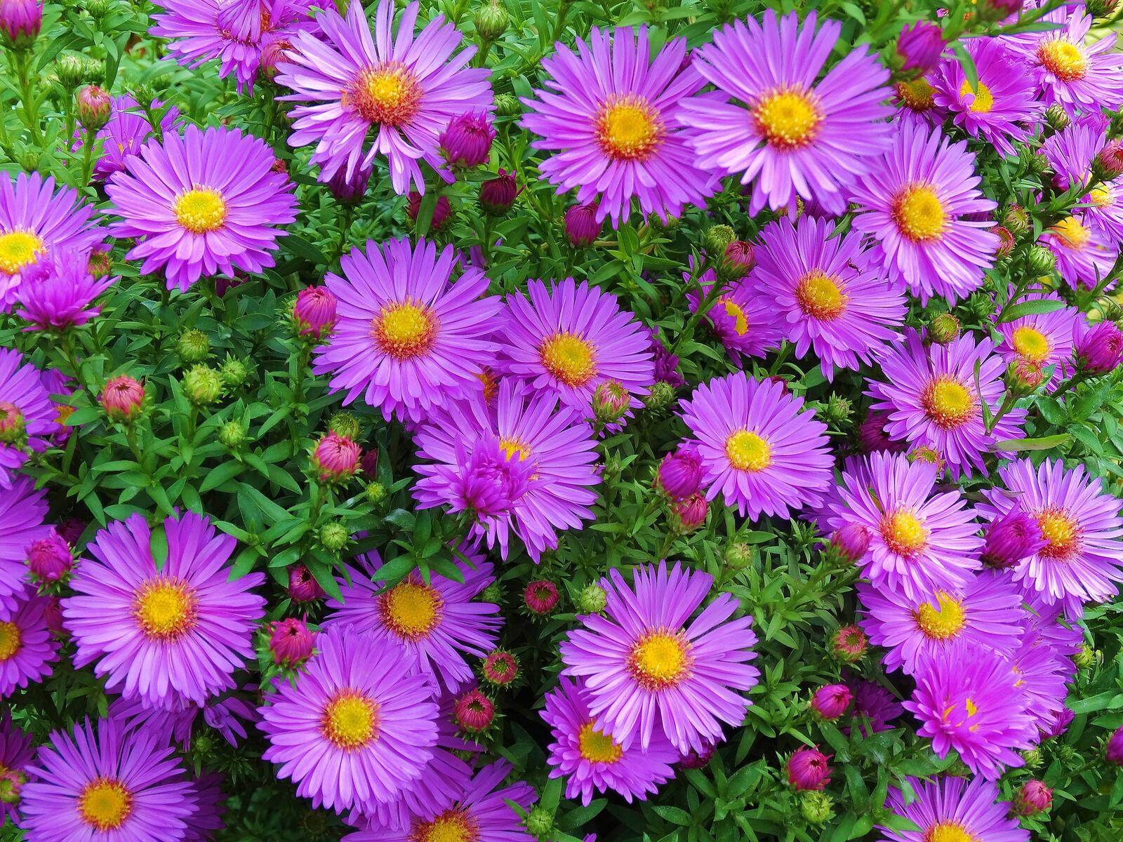 Бесплатное фото Фиолетовая клумба с цветочками