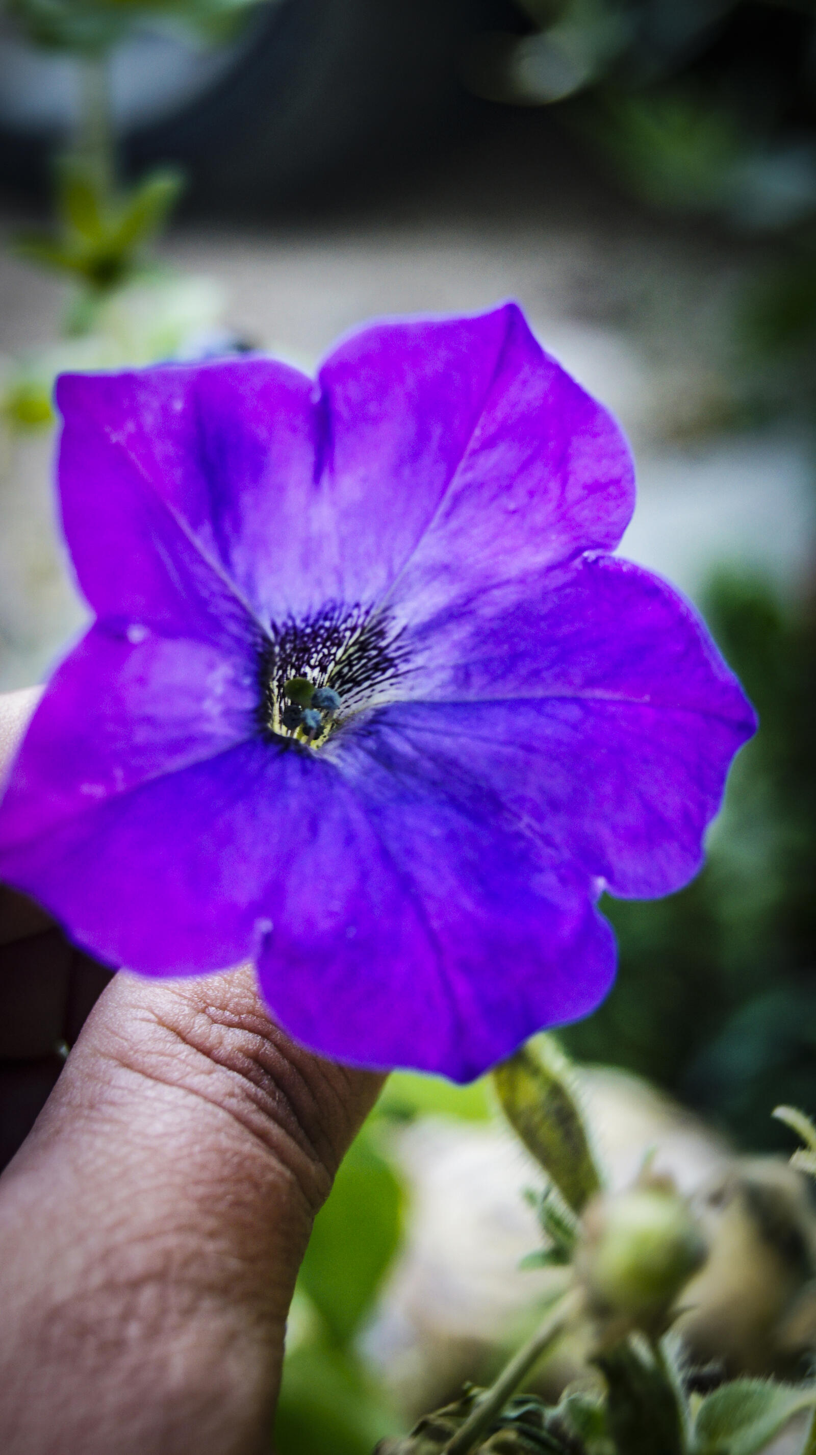 Бесплатное фото Петуньи.Фиолетовый цветок.Однолетка.
