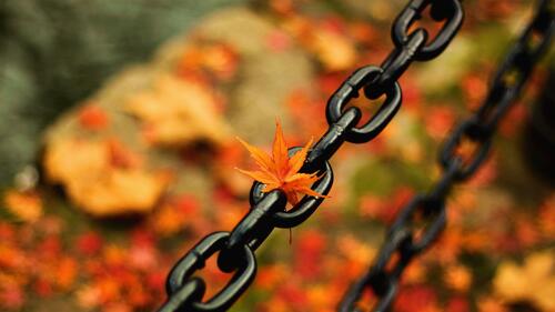 Black chain in autumn colors