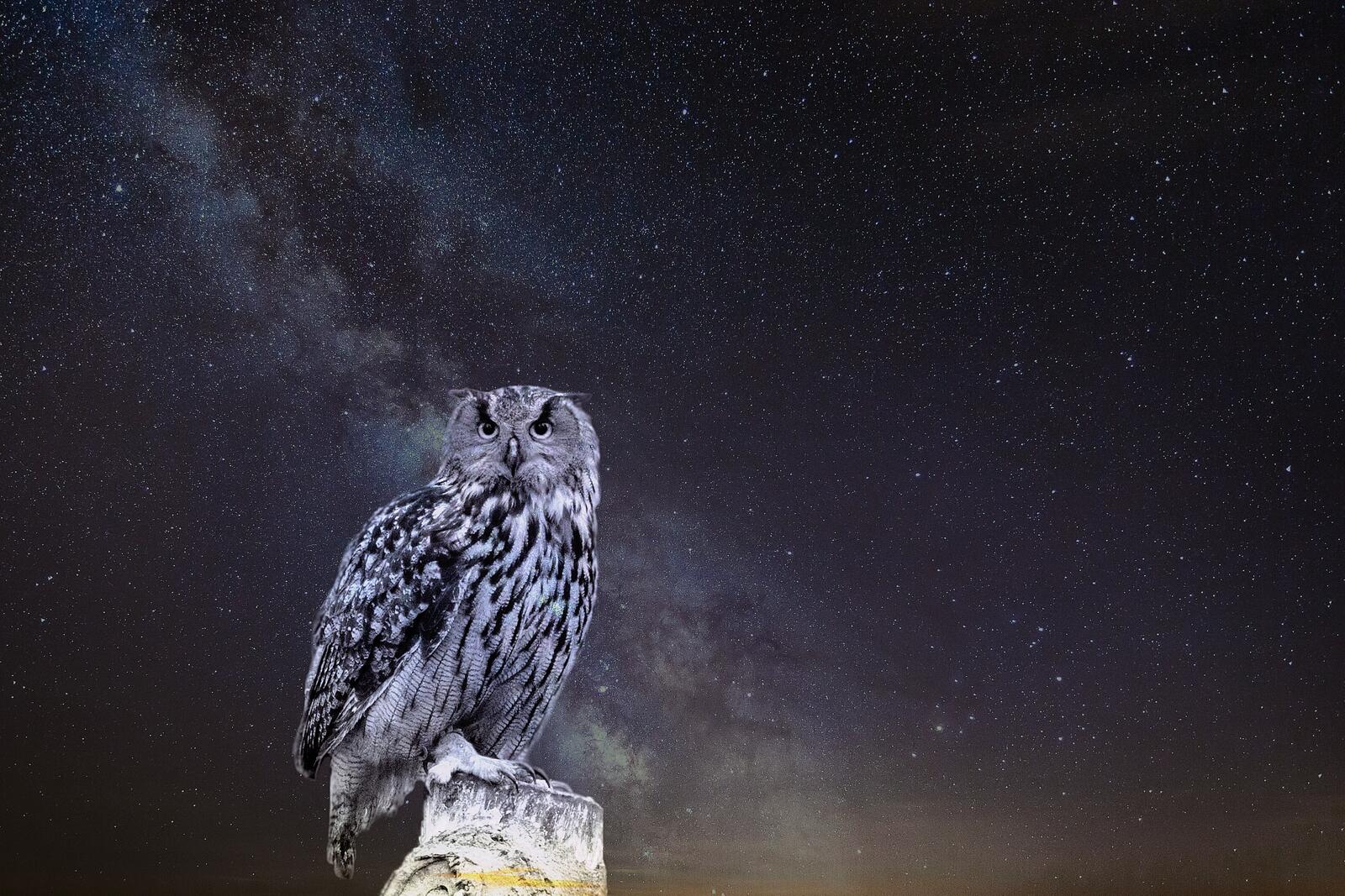 Wallpapers owl starry sky photoshop on the desktop