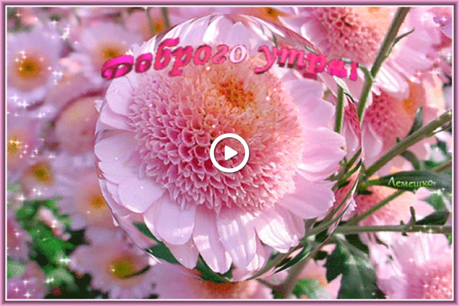 Открытка на тему розовые цветы доброе утро вращающийся шар с цветком бесплатно
