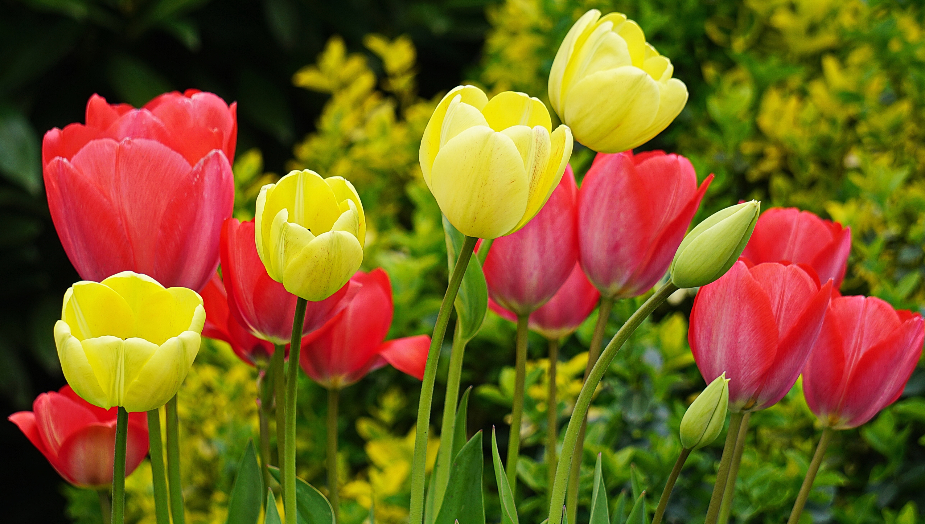 Фото бесплатно цветок, тюльпан, макросъемка