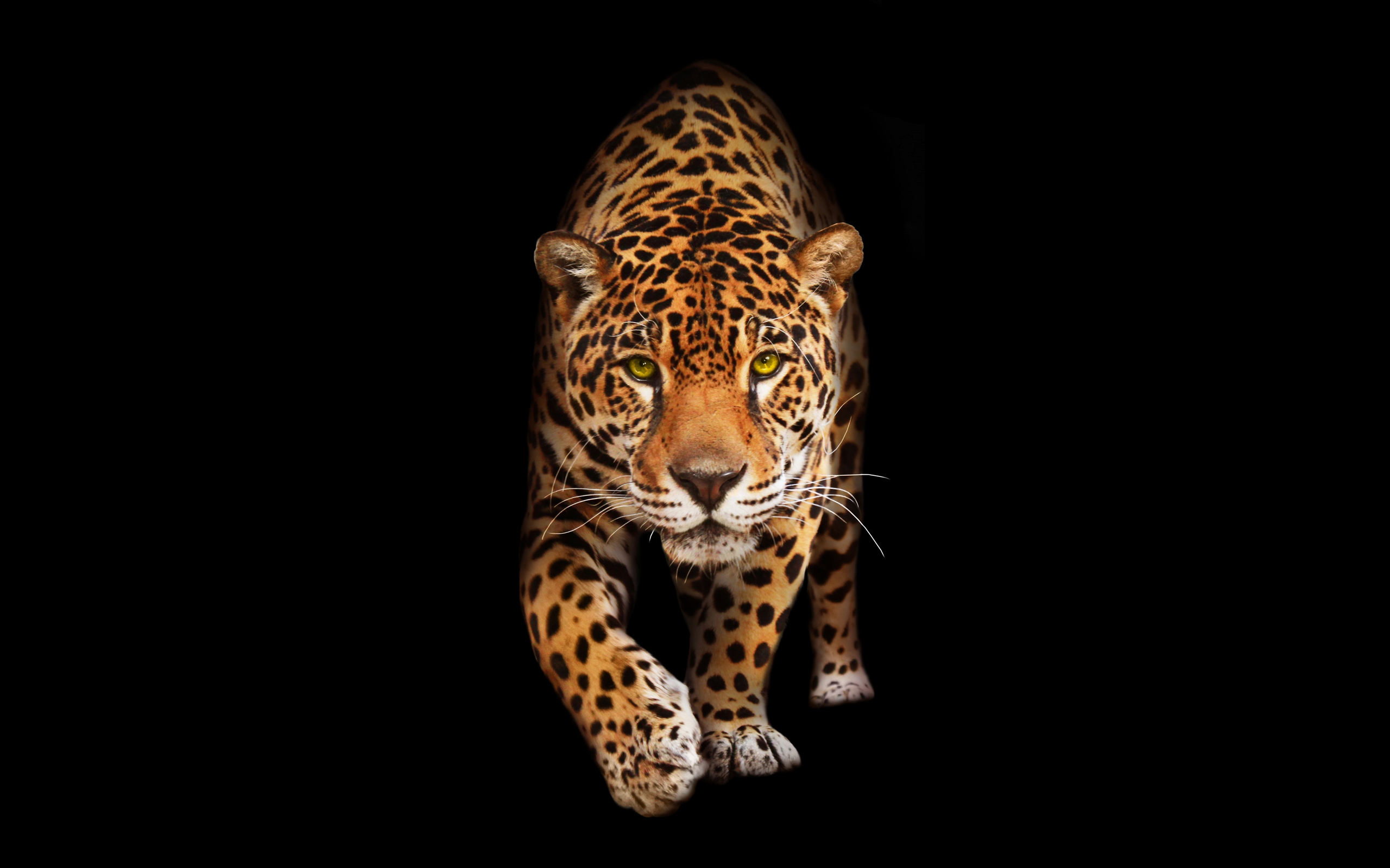 Wallpapers jaguar walking predator on the desktop