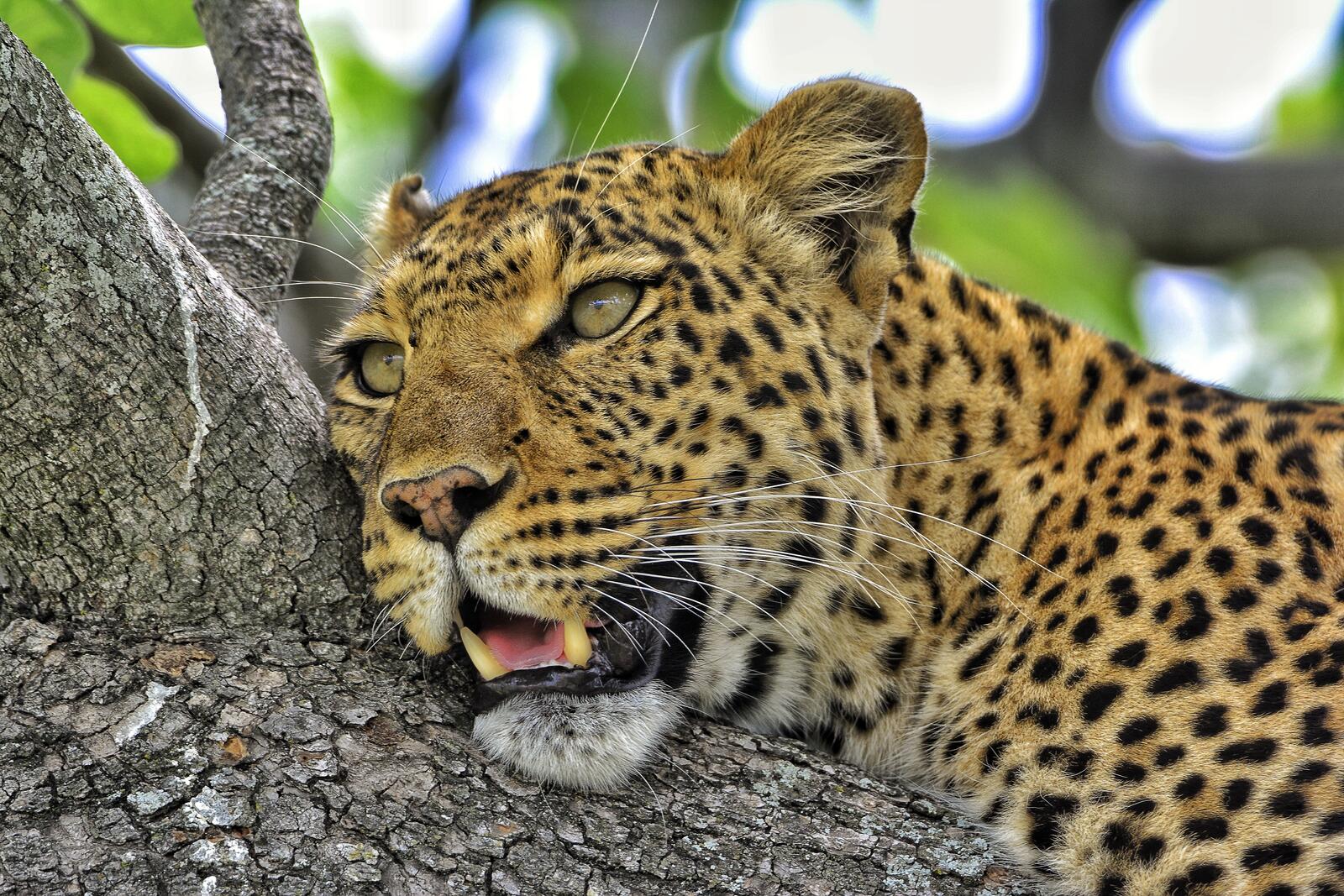 Wallpapers spotted leopard in a tree animal on the desktop