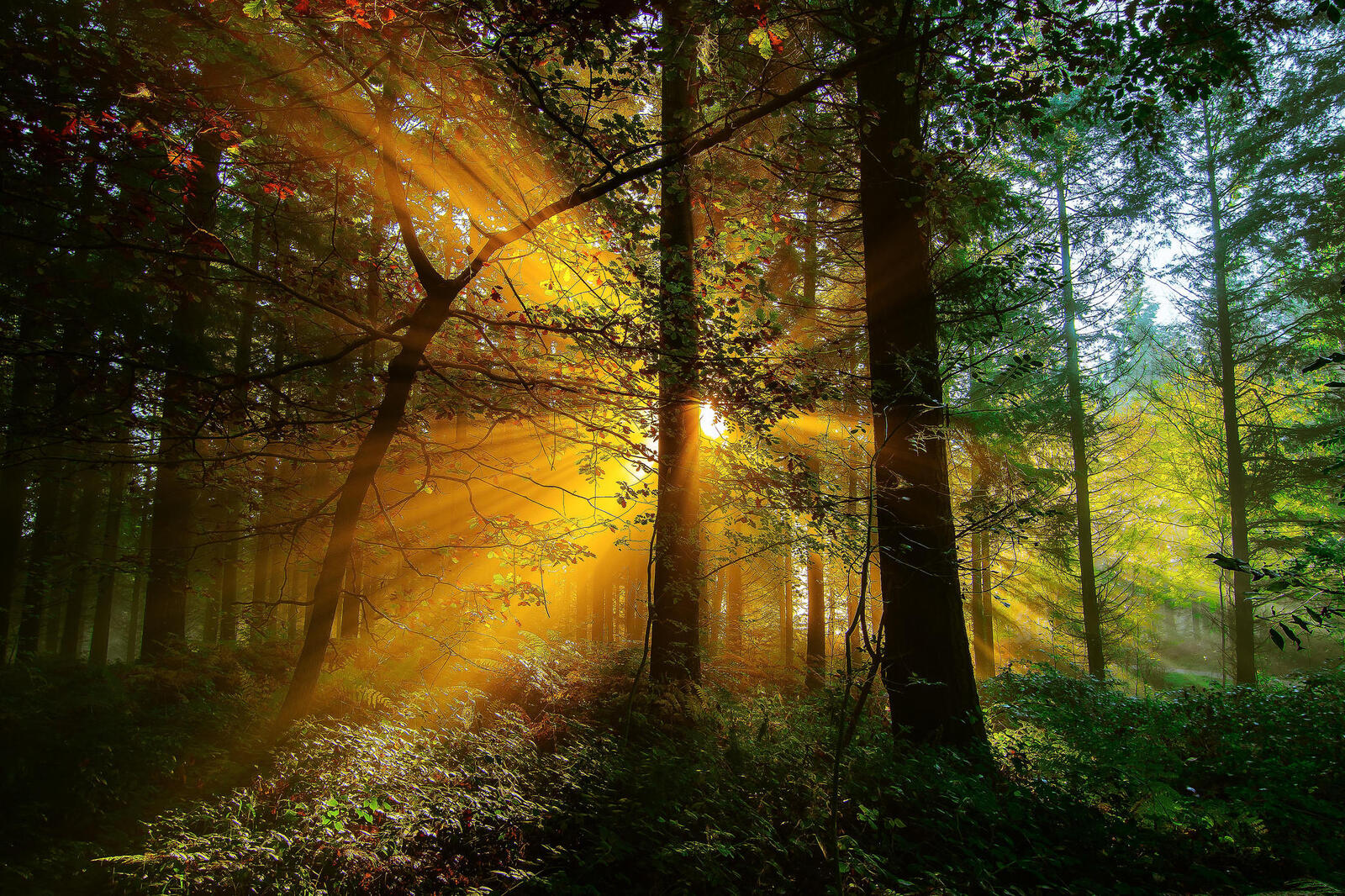 Wallpapers sun rays trees nature on the desktop