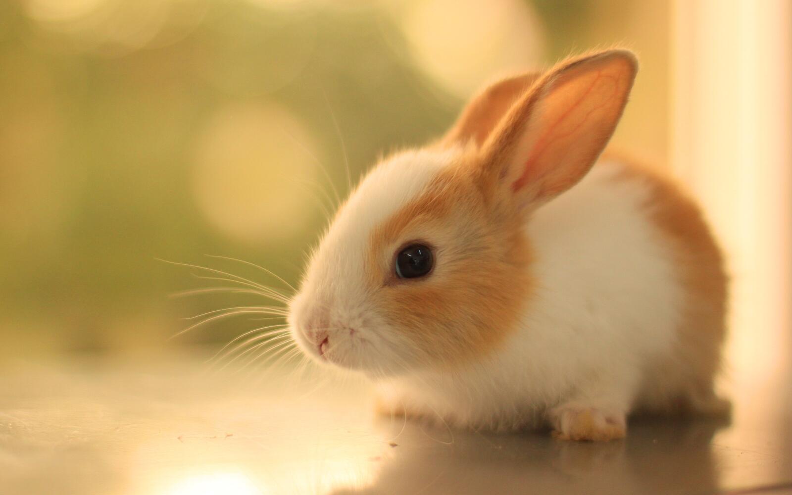 Wallpapers rabbit cute fluffy on the desktop